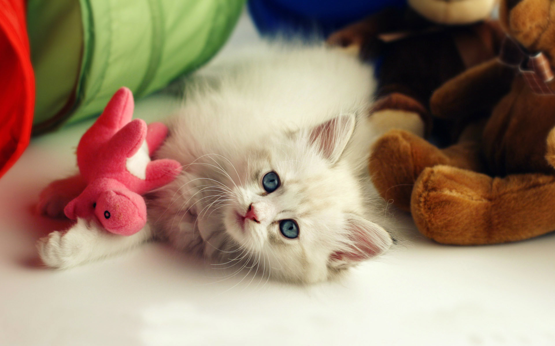 An adorable white kitten with striking blue eyes lies playfully amidst colorful toys, including a pink plush animal and a brown teddy bear. The kitten's fluffy fur and innocent gaze create an endearing scene perfect for kitten lovers