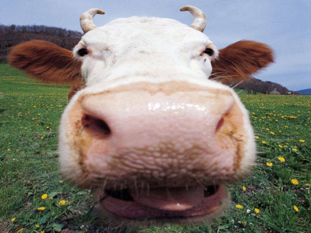 Cute Funny Animalz Cow New Pictures