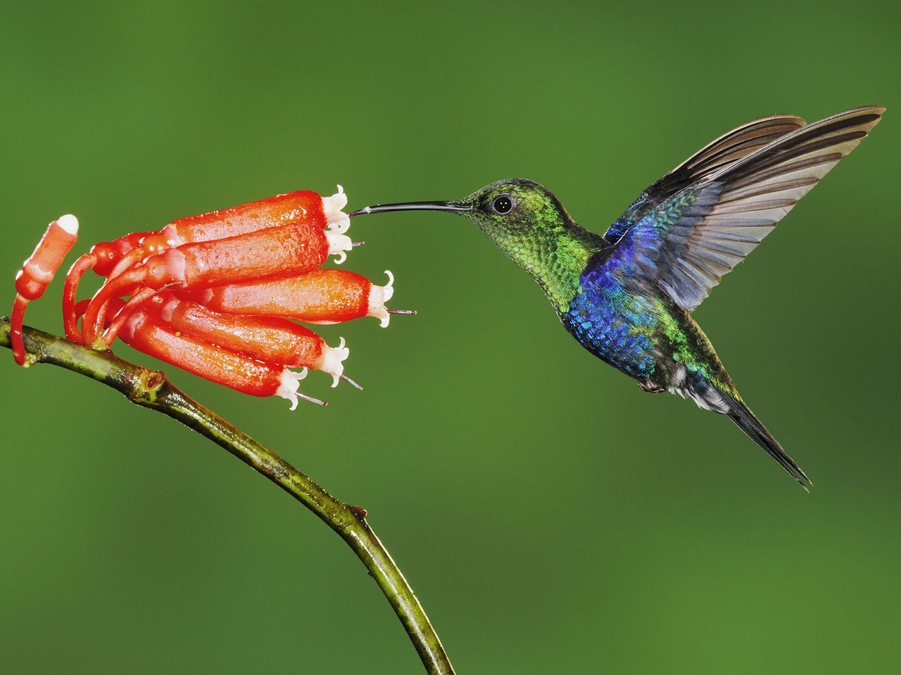 Beautiful Hummingbird Wallpaper