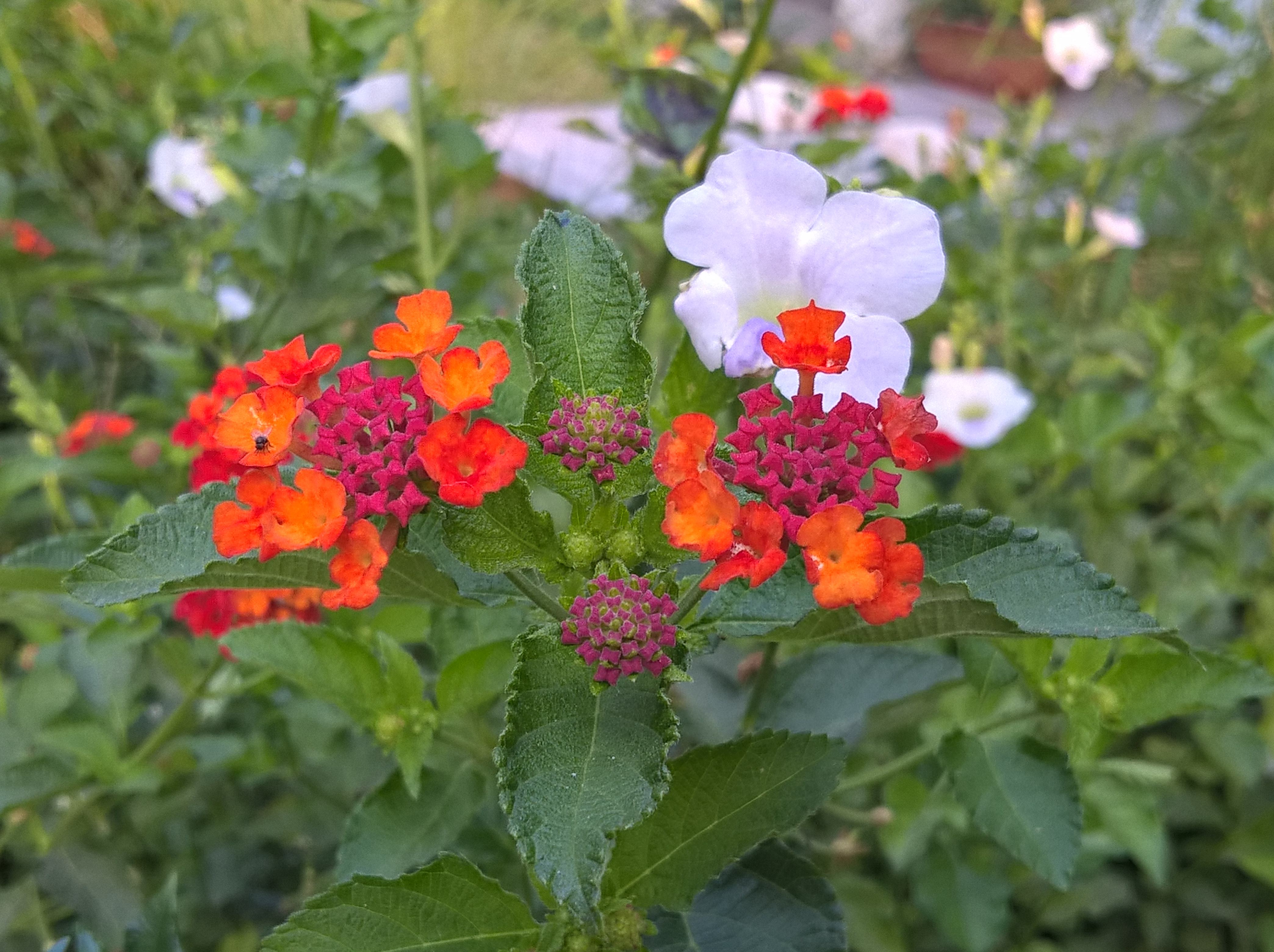 Microsoft Lumia Xl Camera Re A Capable Pair Of All Round