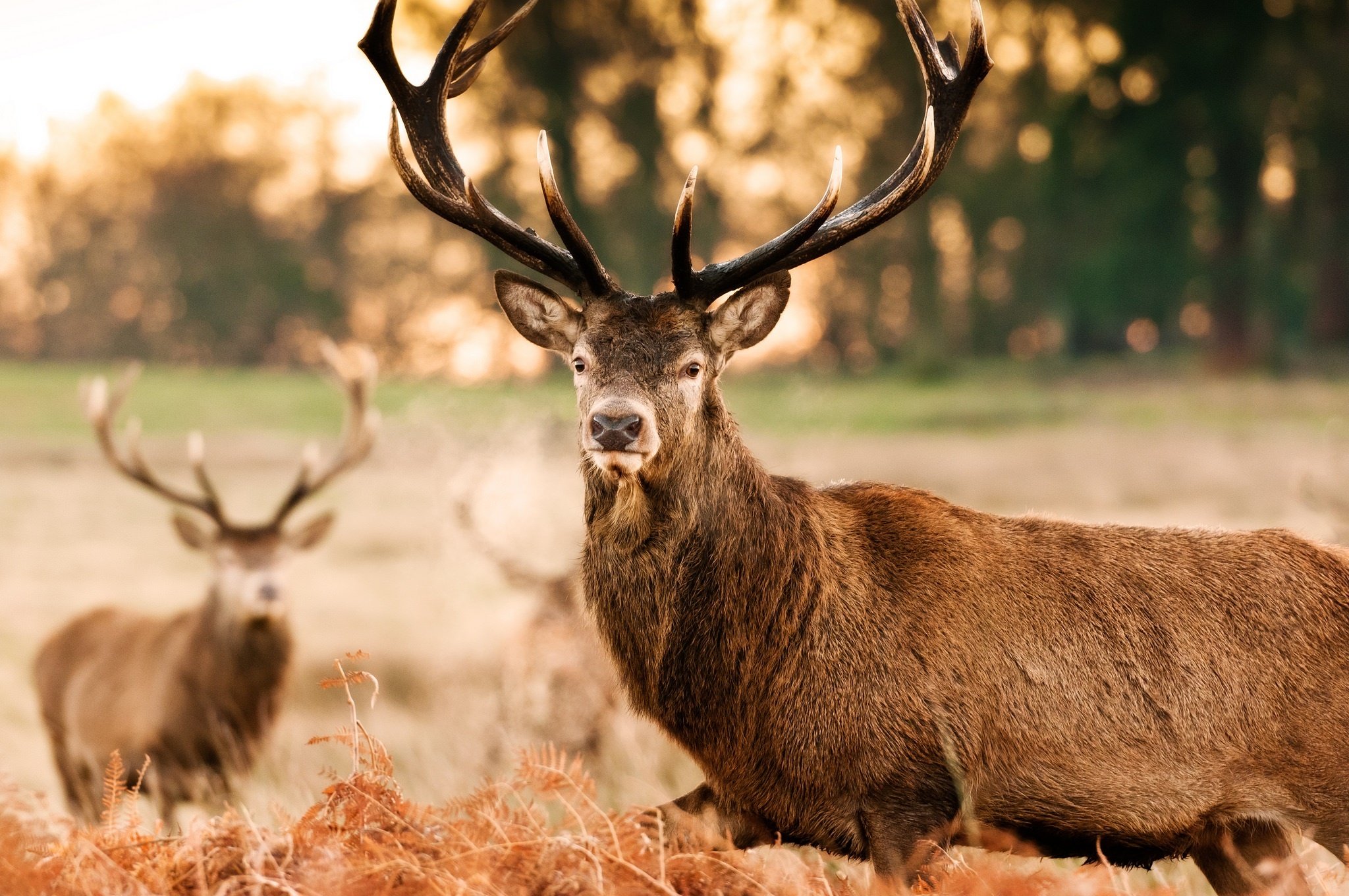 Deer Horns Face Fall Autumn Wallpaper