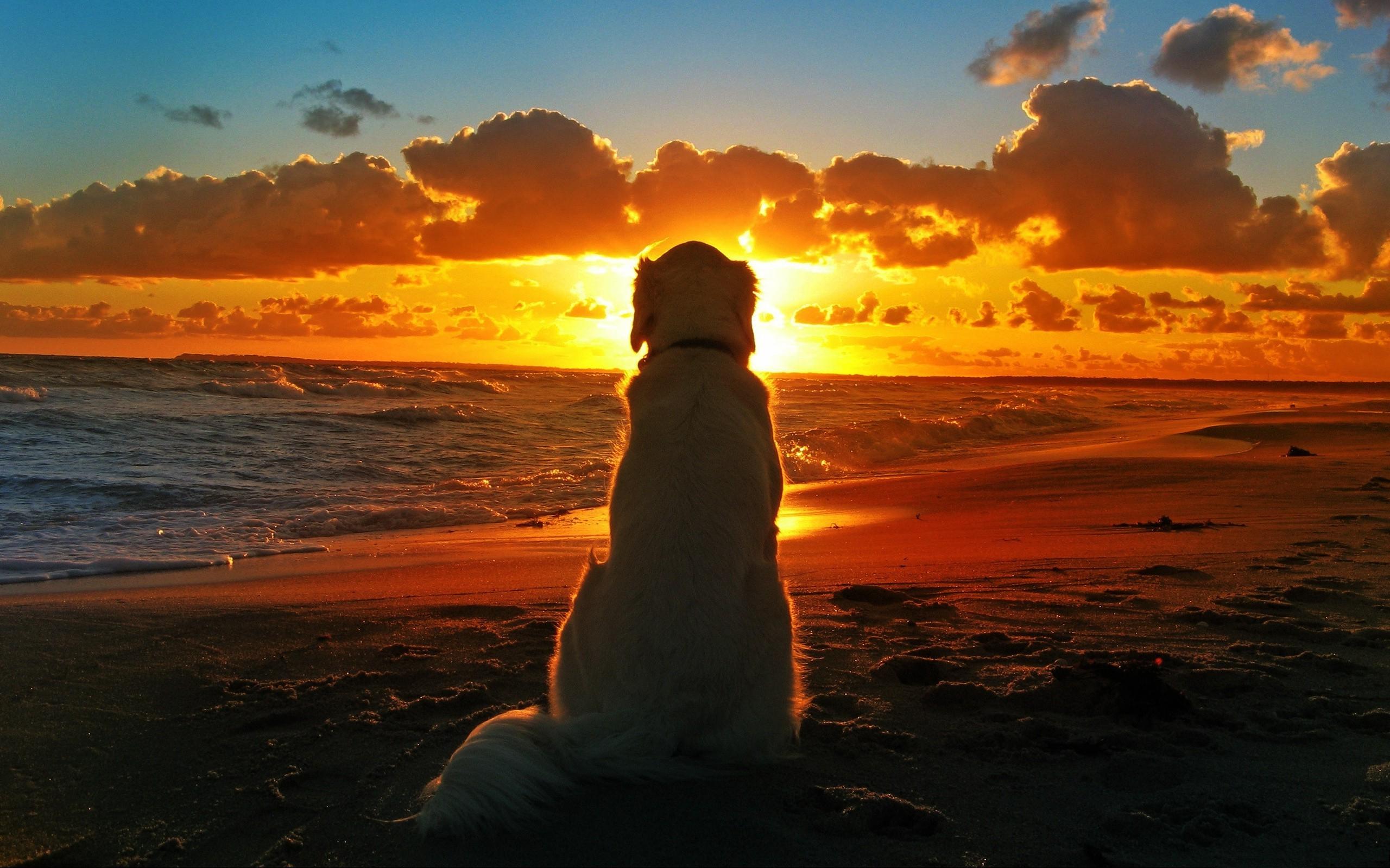 Dog Sunset Beach Waves Clouds Depth Of Field Rare Gallery