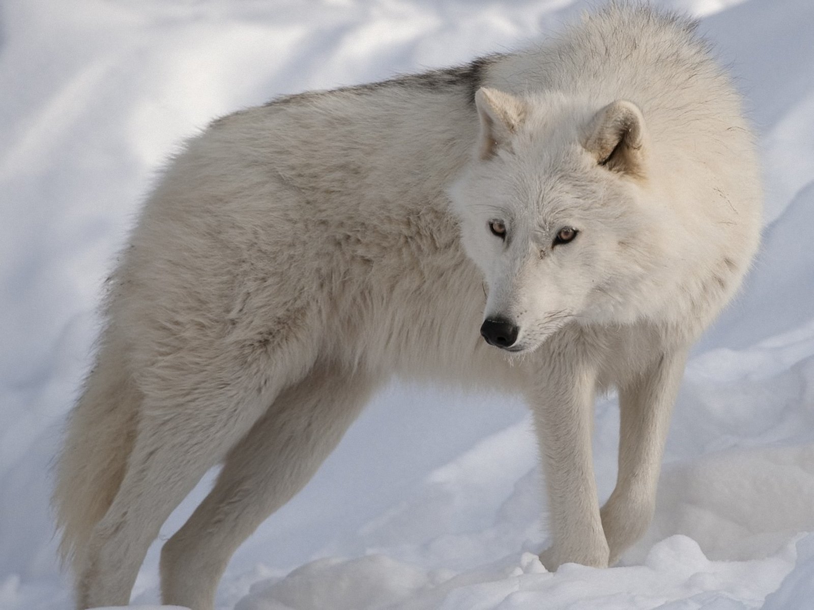 Arctic Wolf Wallpaper - WallpaperSafari
