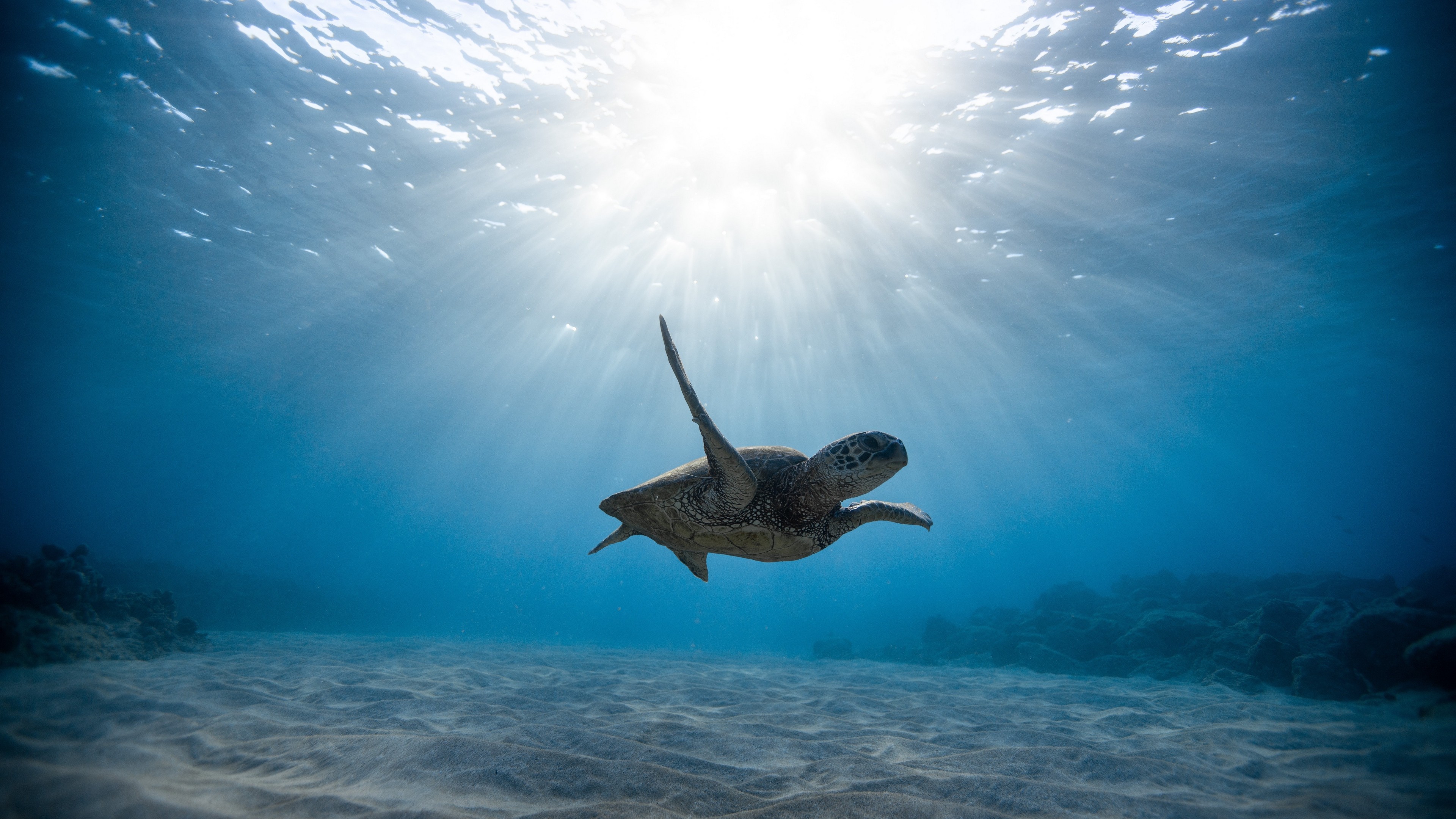 4k Skull Sea Turtle Underwater World Wallpaper