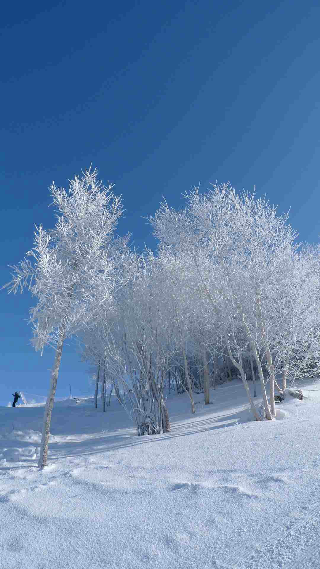 Winter Snowy Field iPhone Wallpaper