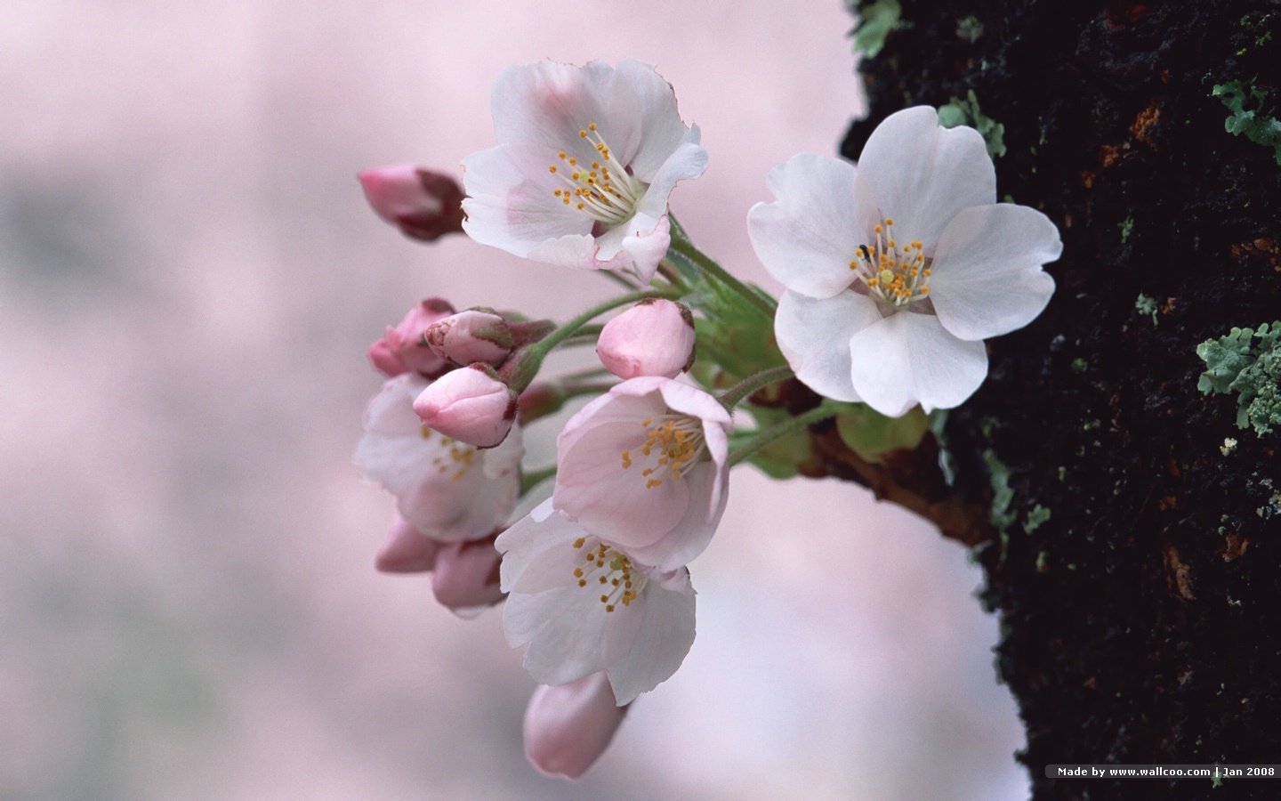 Japanese Sakura Wallpaper Cherry Blossom Photos
