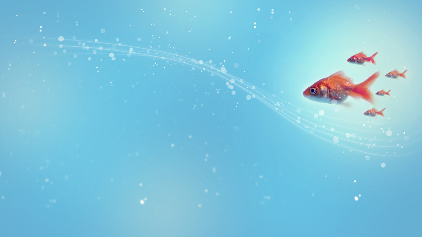 Gold Fish HD Wallpaper Blue Water And Swimming