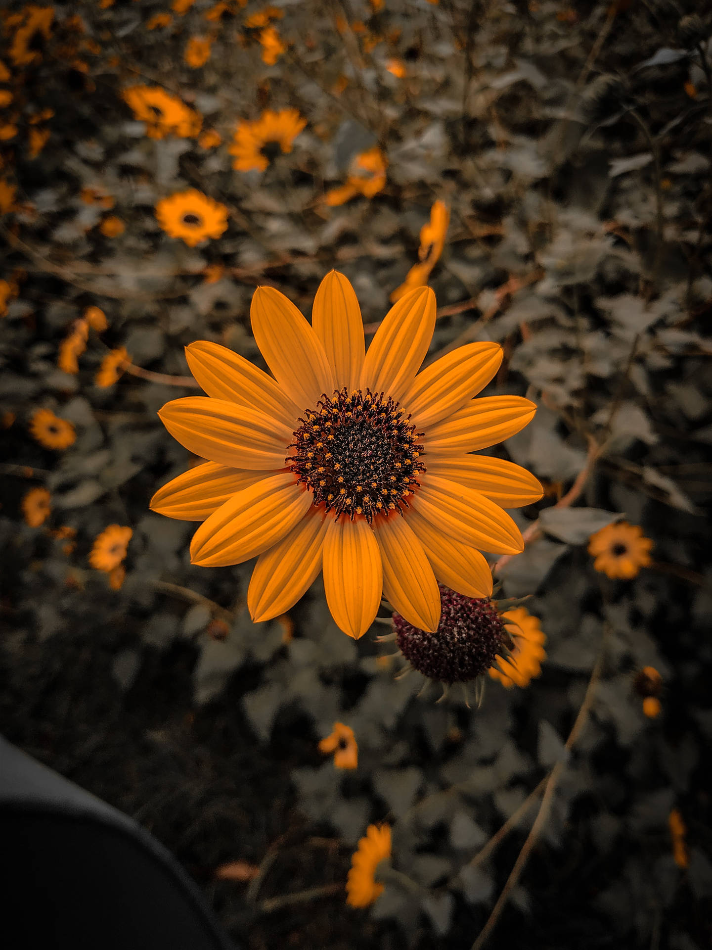Top Flower Mobile Wallpaper Full HD 4k To Use