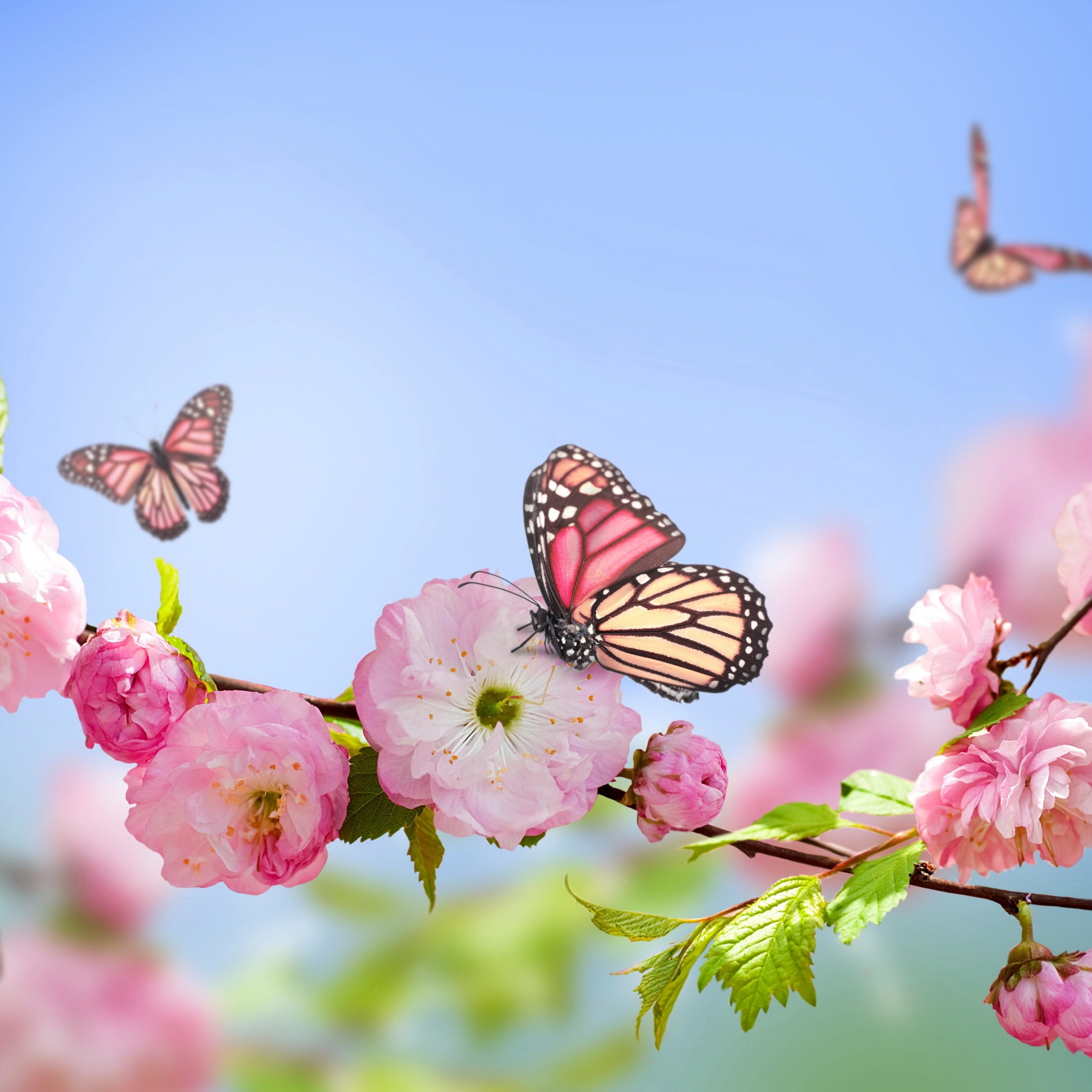 Spring Background Wallpaper