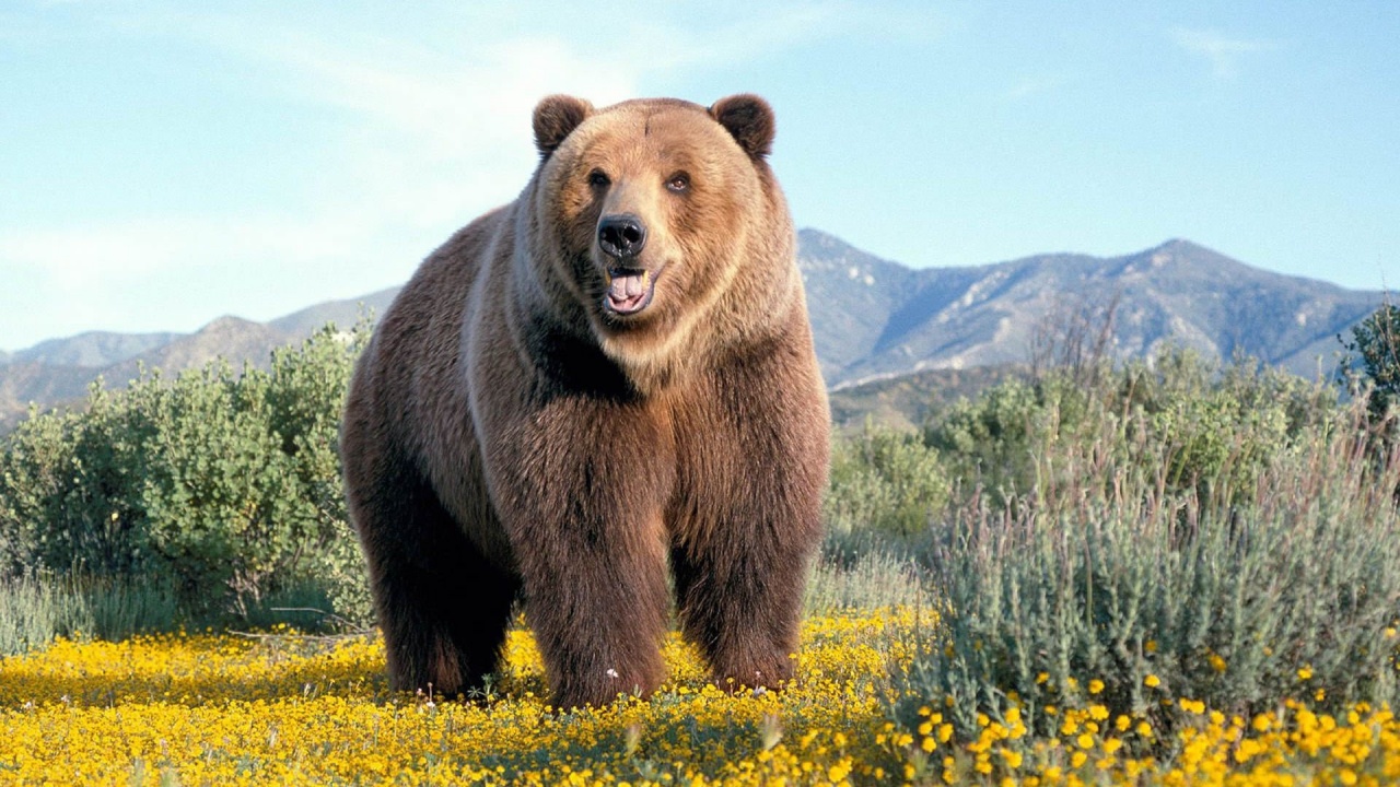Wild Bear Wallpaper