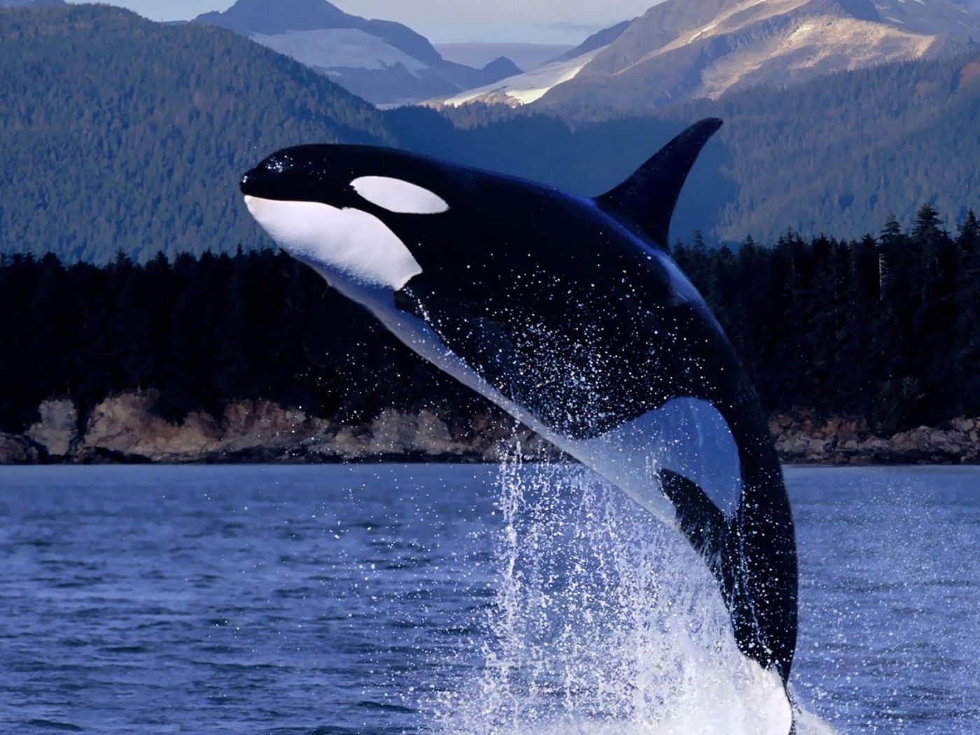 Killer Whale Orca Jpg