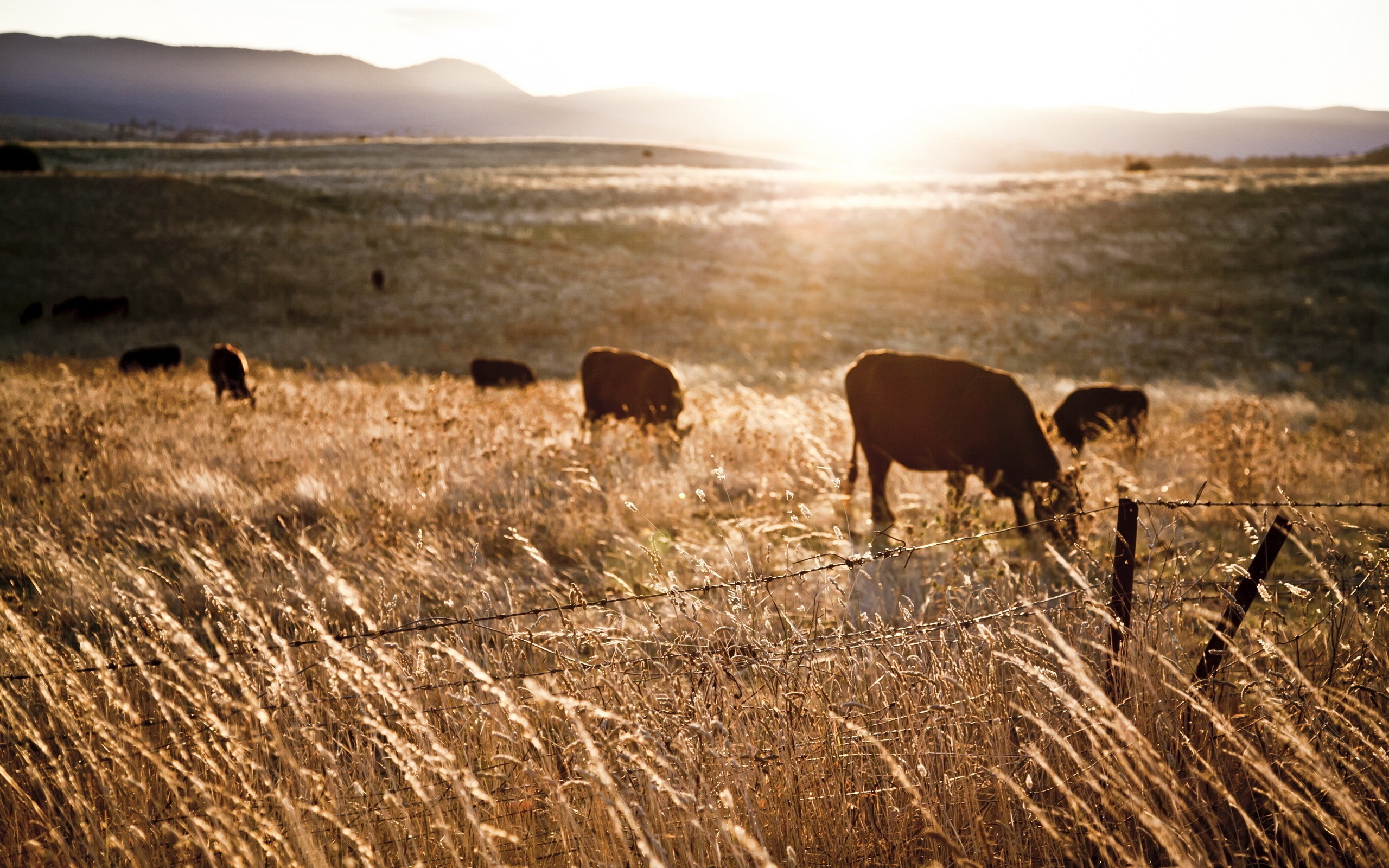 Farm Animals Wallpaper