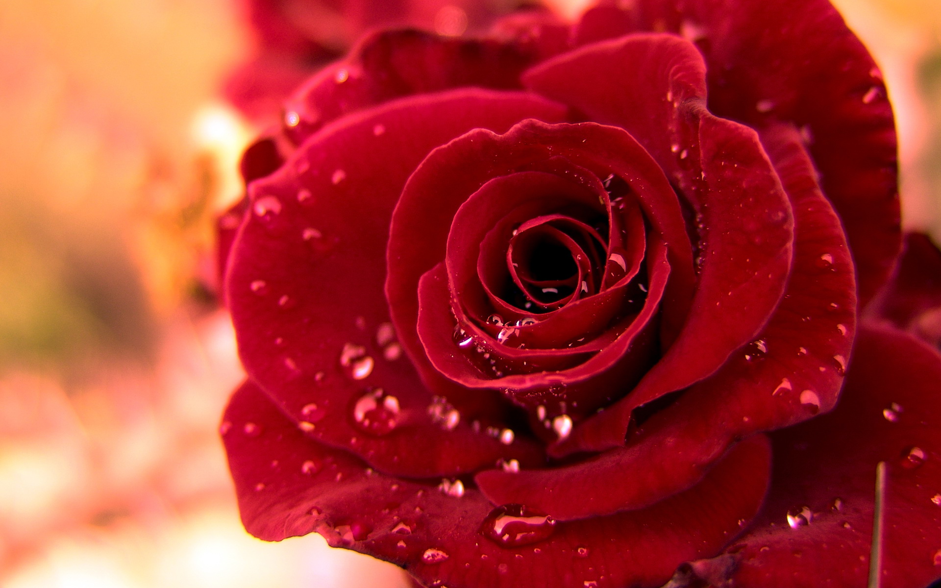 Rose Widescreen Wallpaper