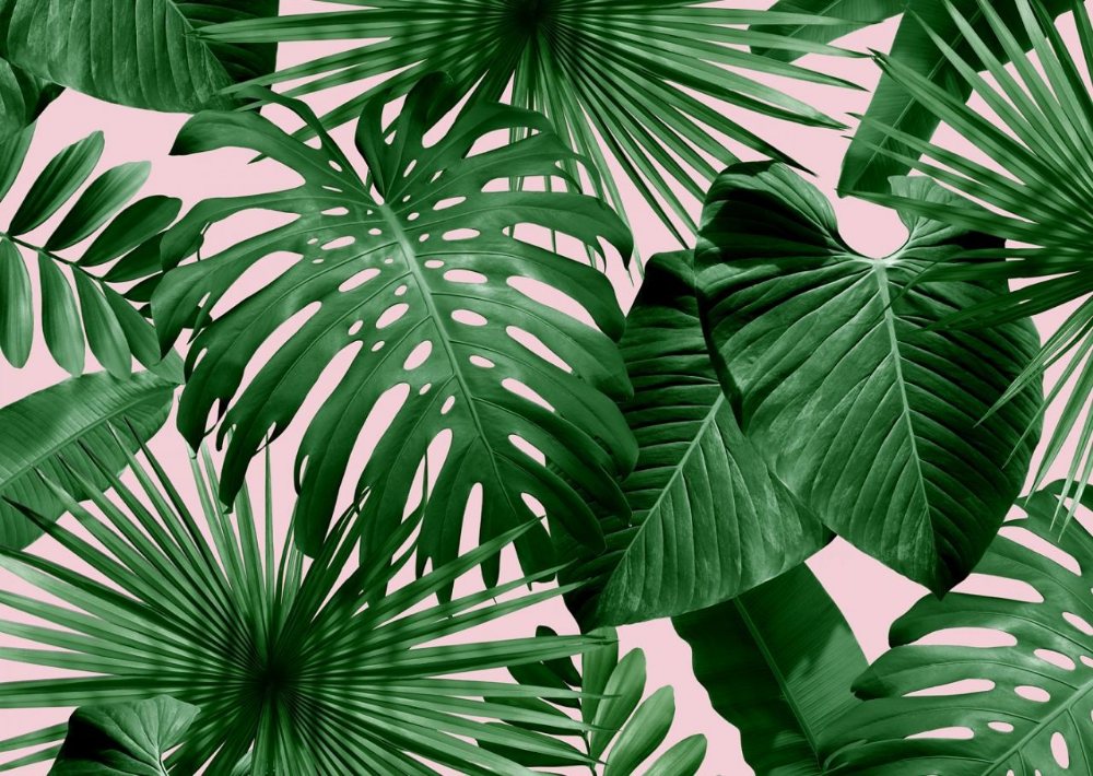 Aesthetic Leaf Wallpaper