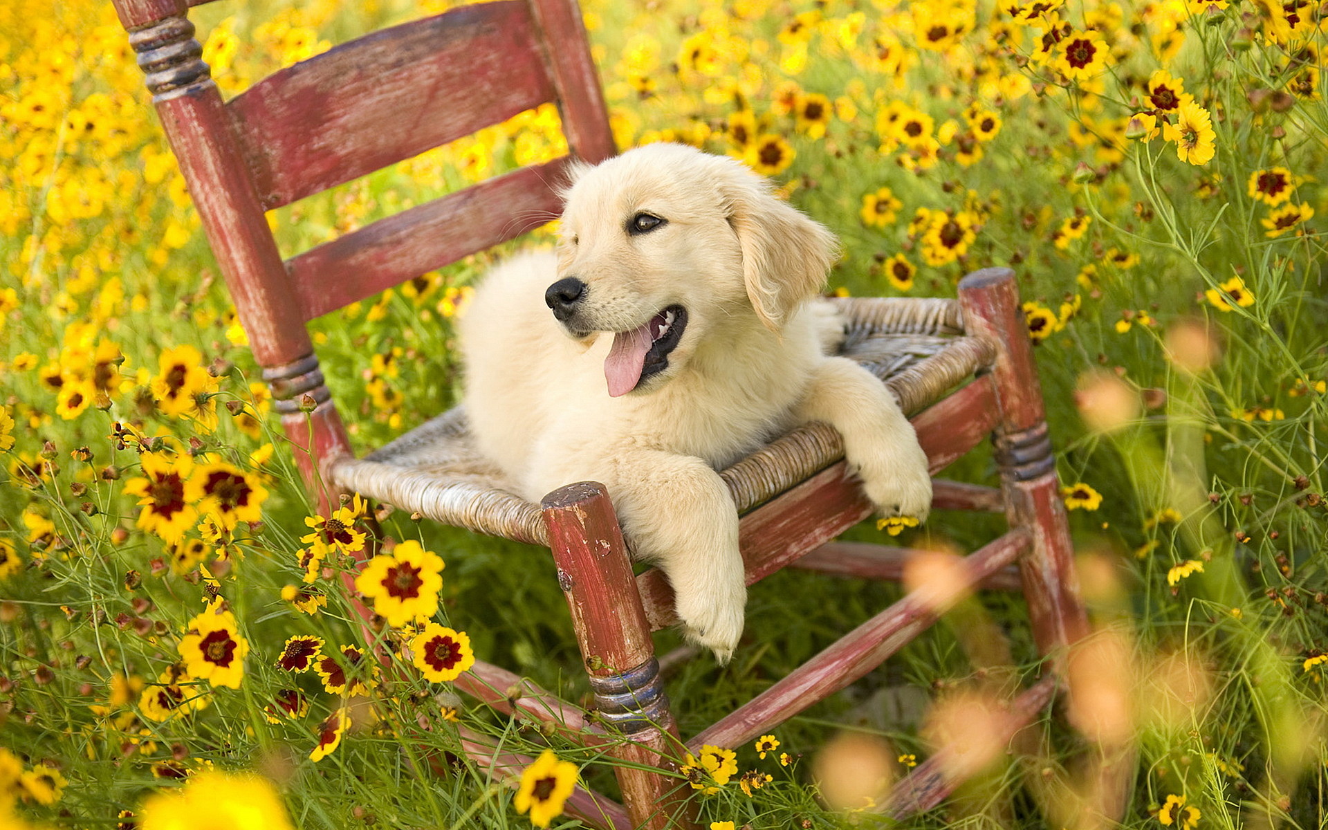 Quality Desktop Wallpaper Beautiful Smiling Golden Retriever Puppy