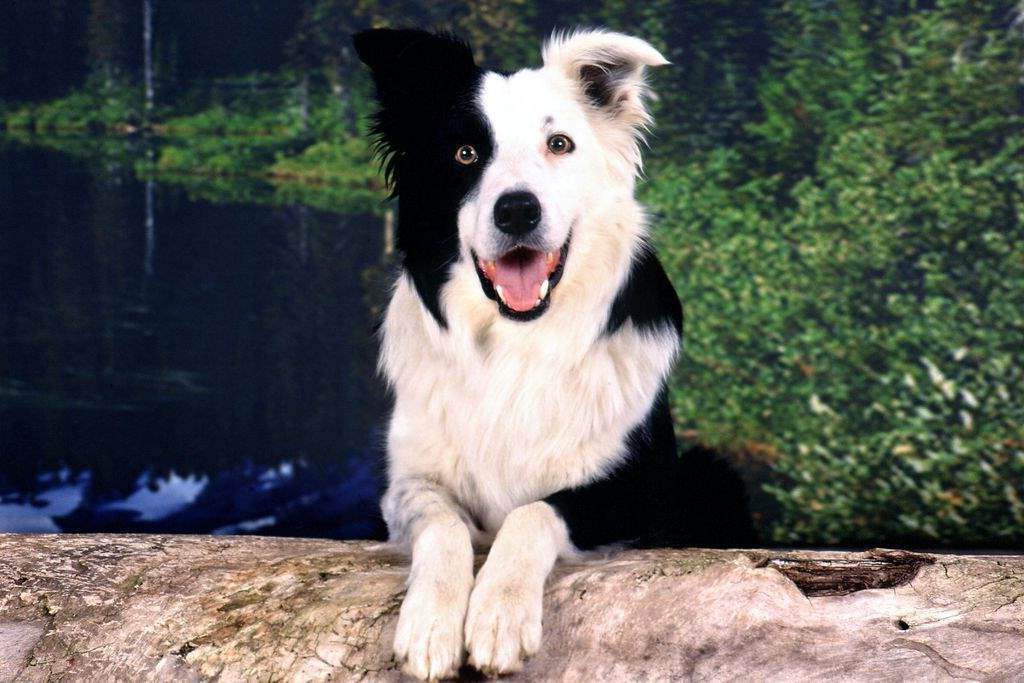 Two Face Border Collie Dog Smiling Puppies Wallpaper Picture