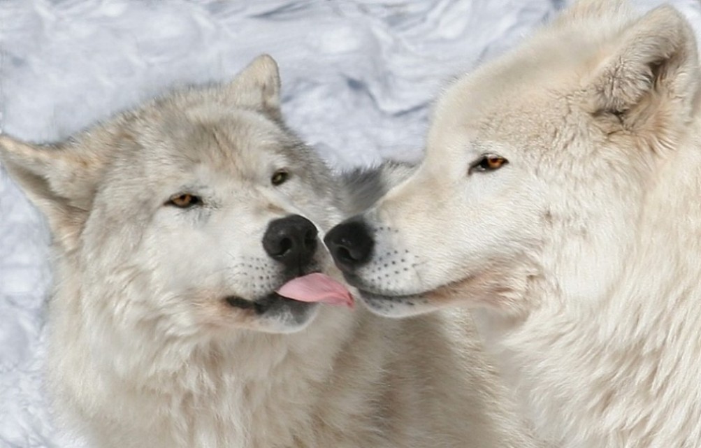 White Wolves In Love Jpg