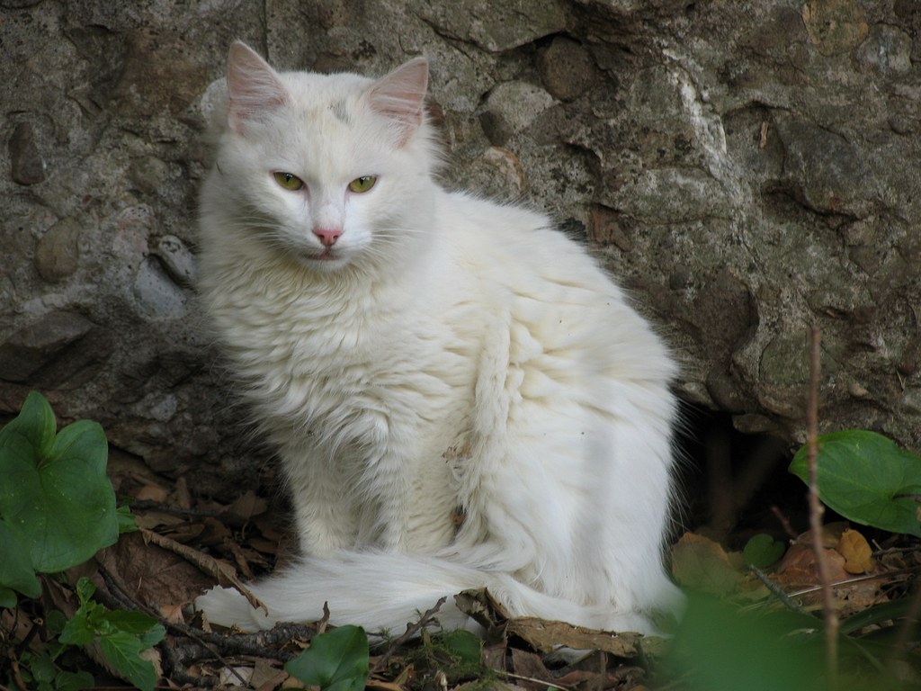 White Cat Pics And Wallpaper Photos Image