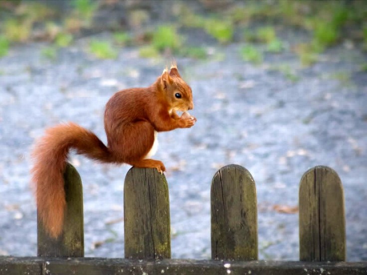 Cute Desktop Background Squirrels For HD High Definition 1080p