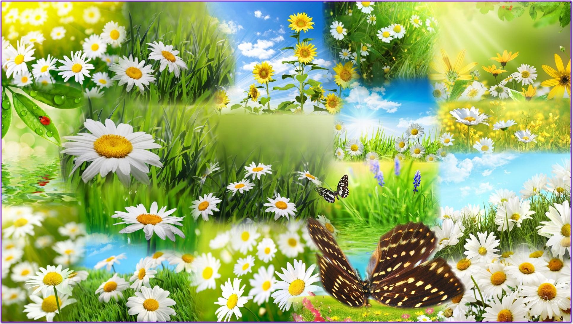 Funmozar Spring Flowers And Butterflies Wallpaper
