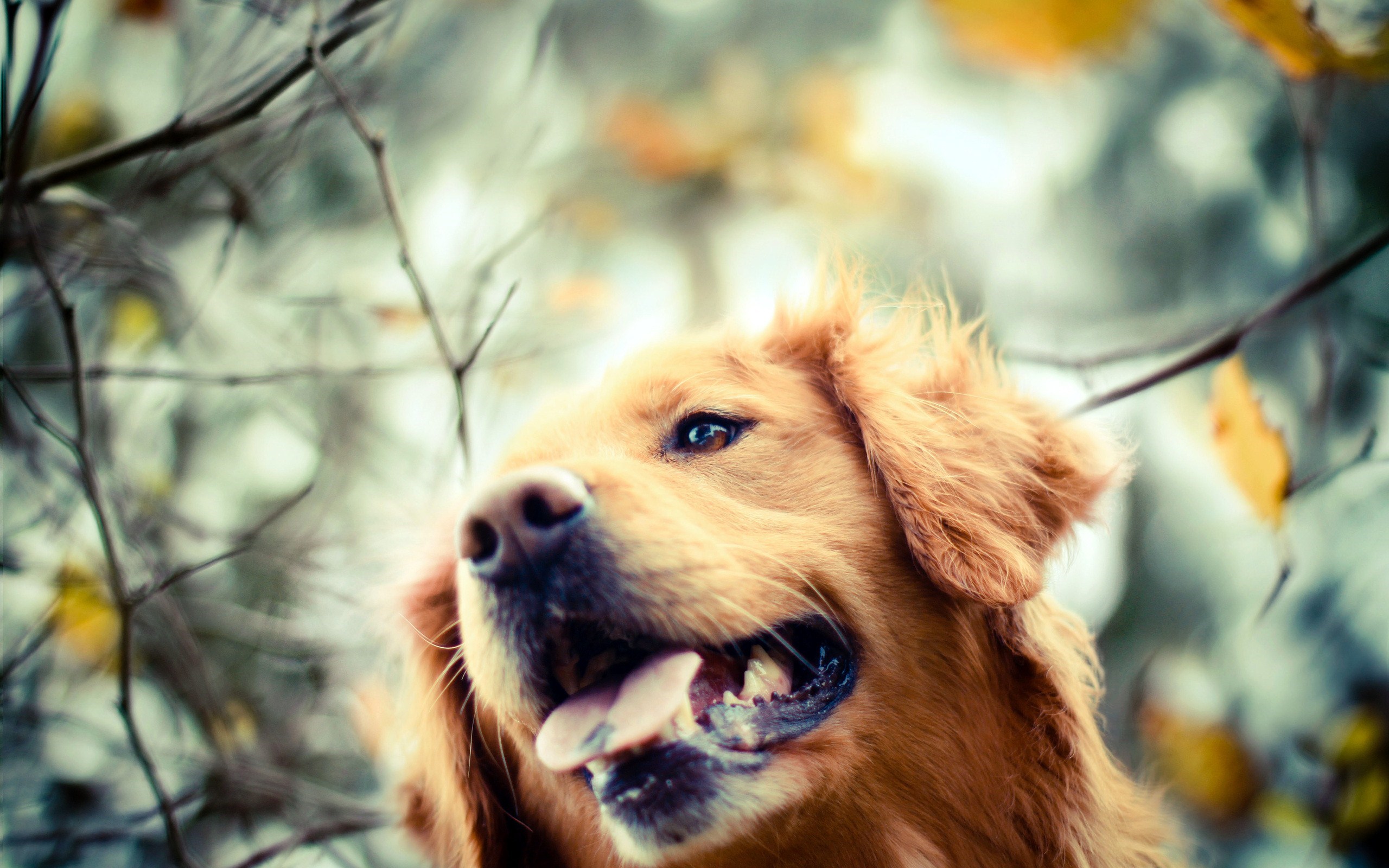 Golden Retriever Dog Autumn Photo