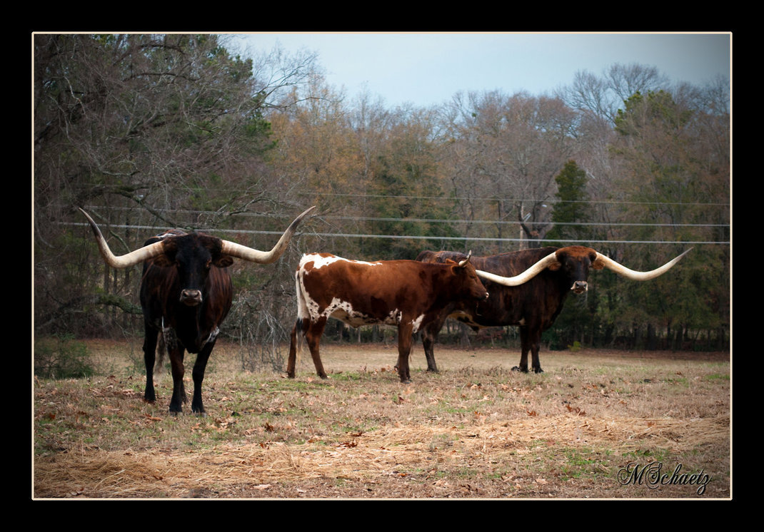 Texas Longhorn Cattle By Amatuer Pics Me
