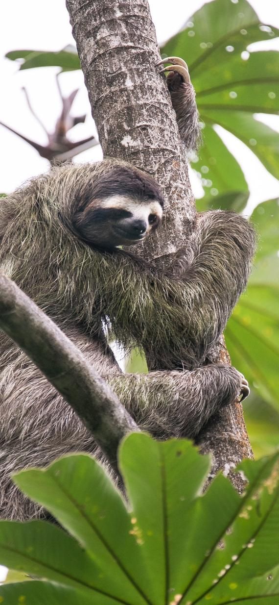 Three Toed Sloth Wallpaper Cute Pictures