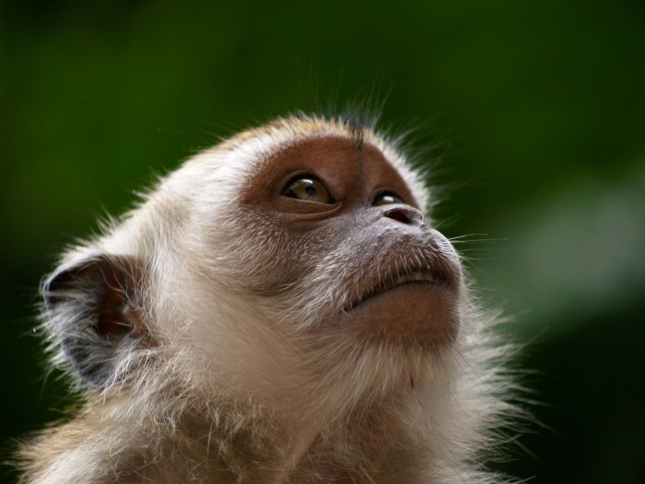 Monkey Wallpaper Widescreen Pictures Image For HD
