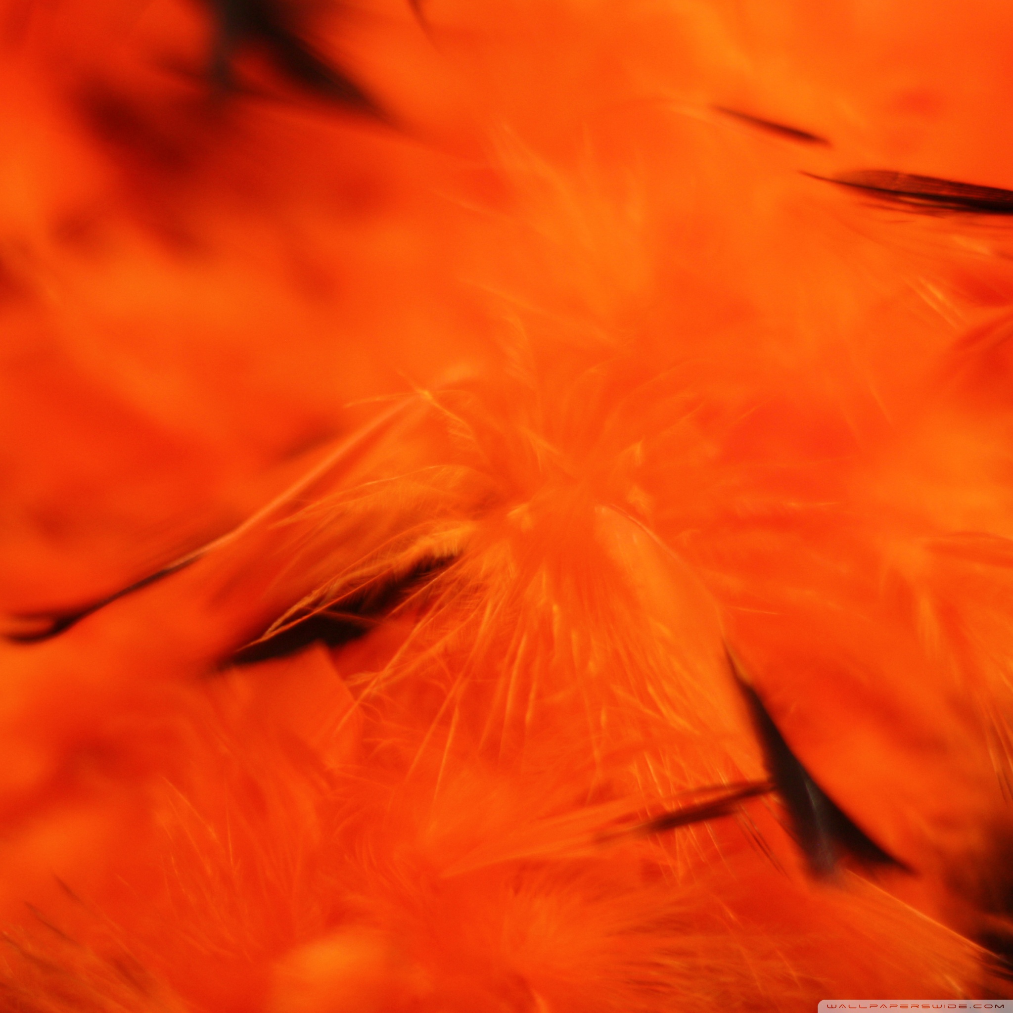 Halloween Orange Background 4k HD Desktop Wallpaper For