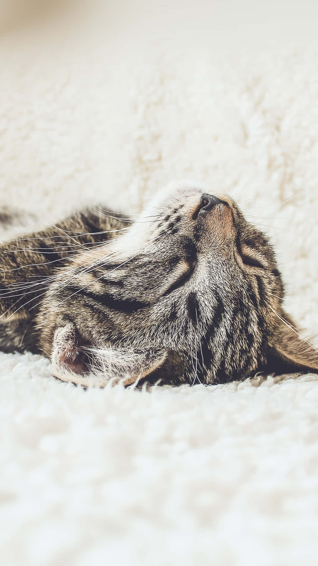 Cute Animal iPhone Wallpaper