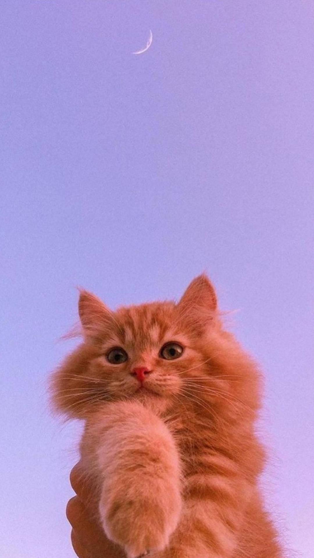 Cute Cat Aesthetic And Crescent Moon Wallpaper