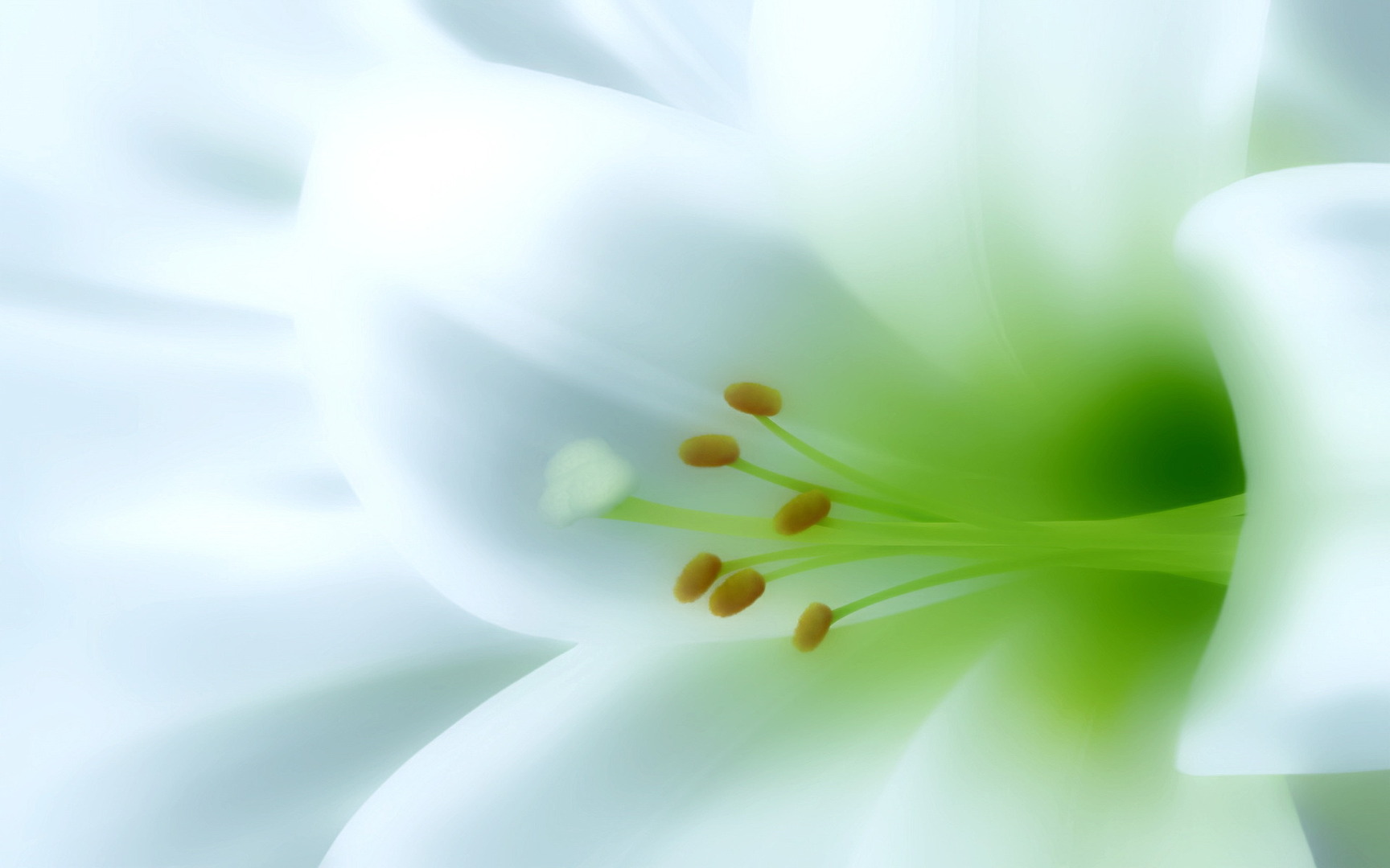 White Lily 1080p Flowers HD Wallpaper Source