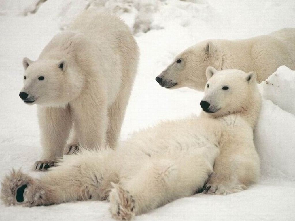 Polar Bear Wallpaper Desktop Funny Animal
