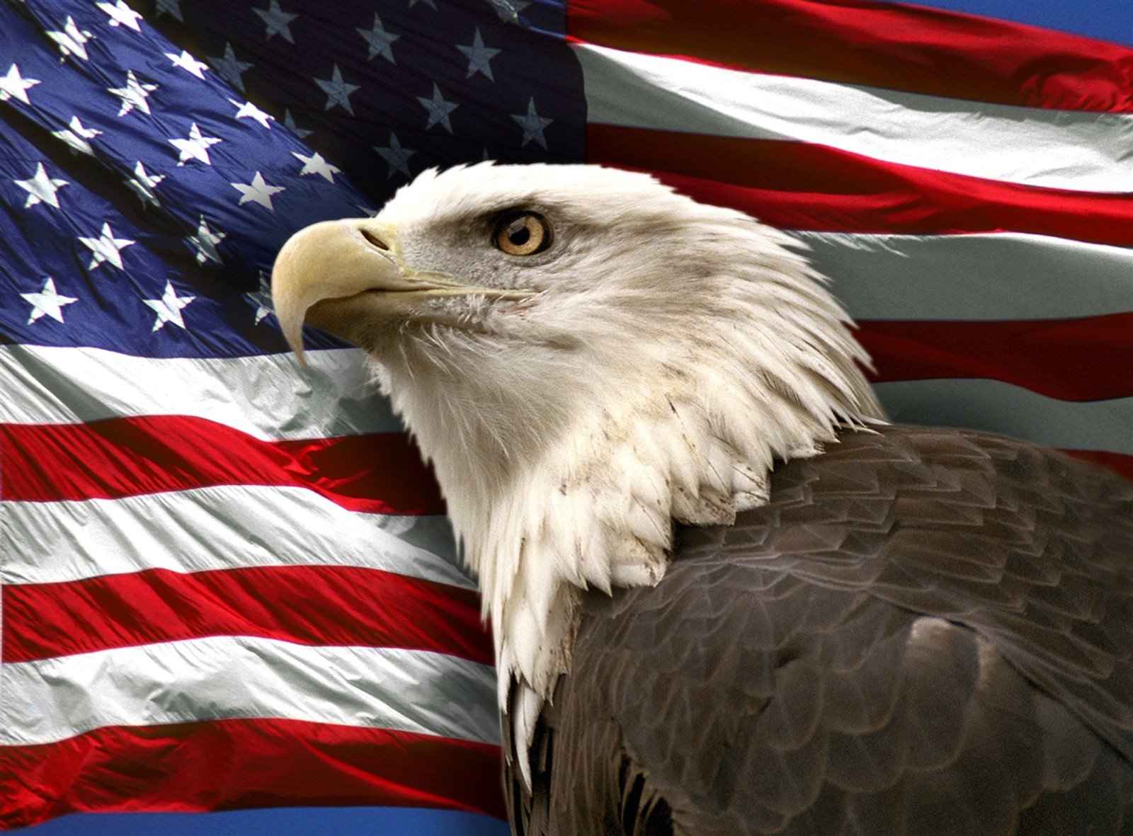 Bald Eagle American Flag Wallpaper - WallpaperSafari