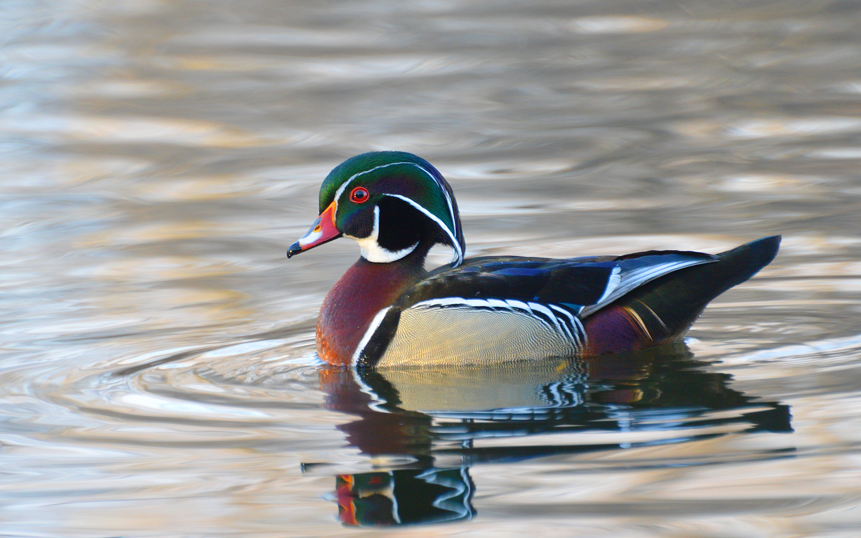 Suzanne Britton Nature Photography Wood Duck