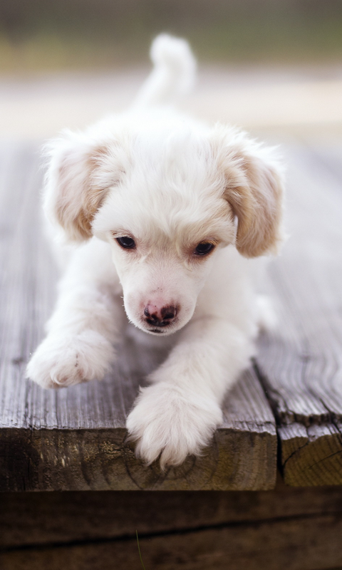 Nice Puppies HD Live Wallpaper For Android