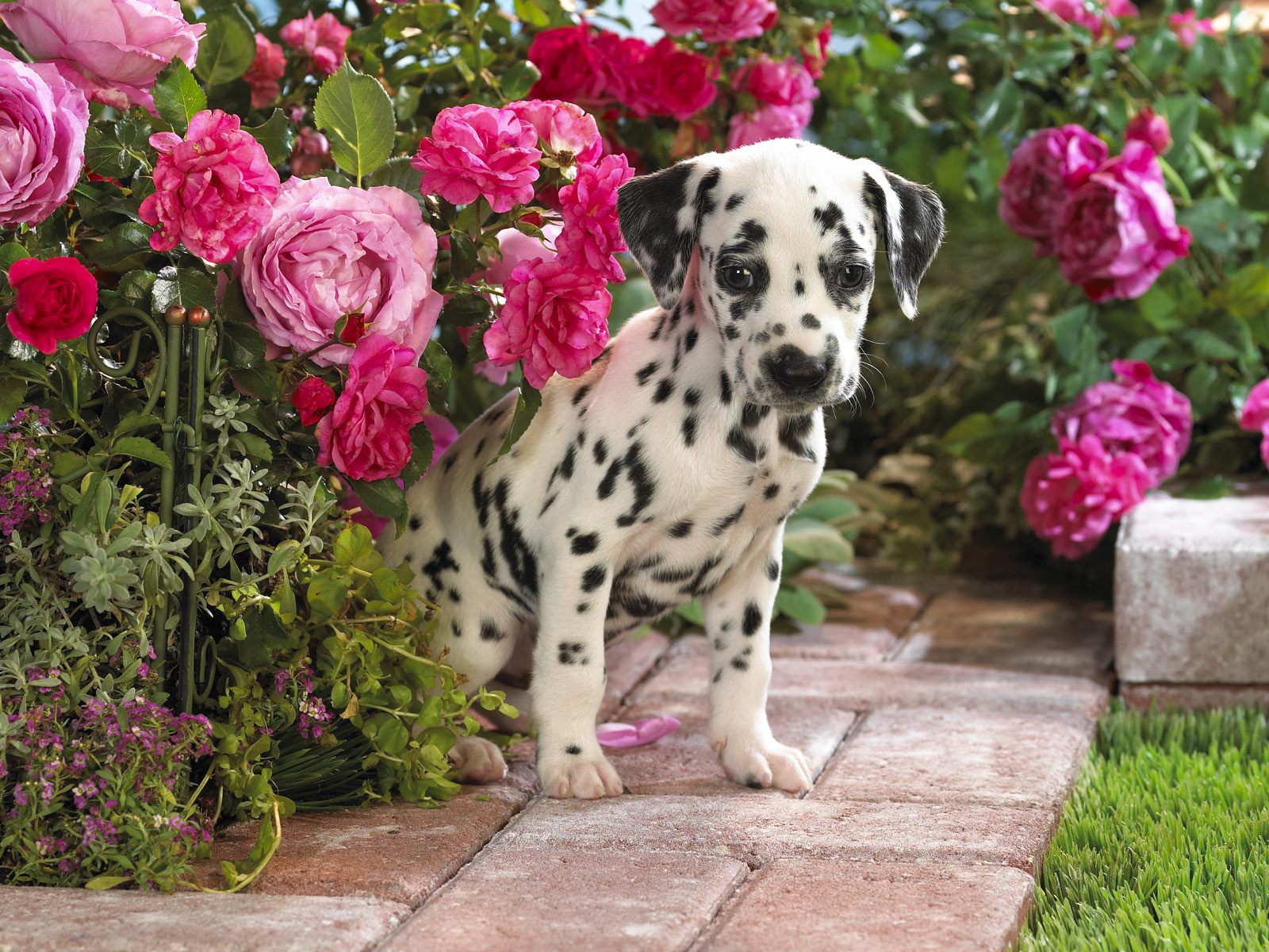 Cute Dalmatian Puppies Wallpaper
