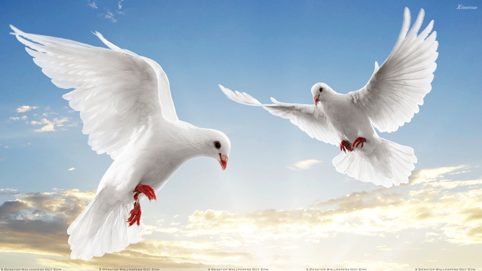 Flying Birds Wallpapers Photos Images in HD