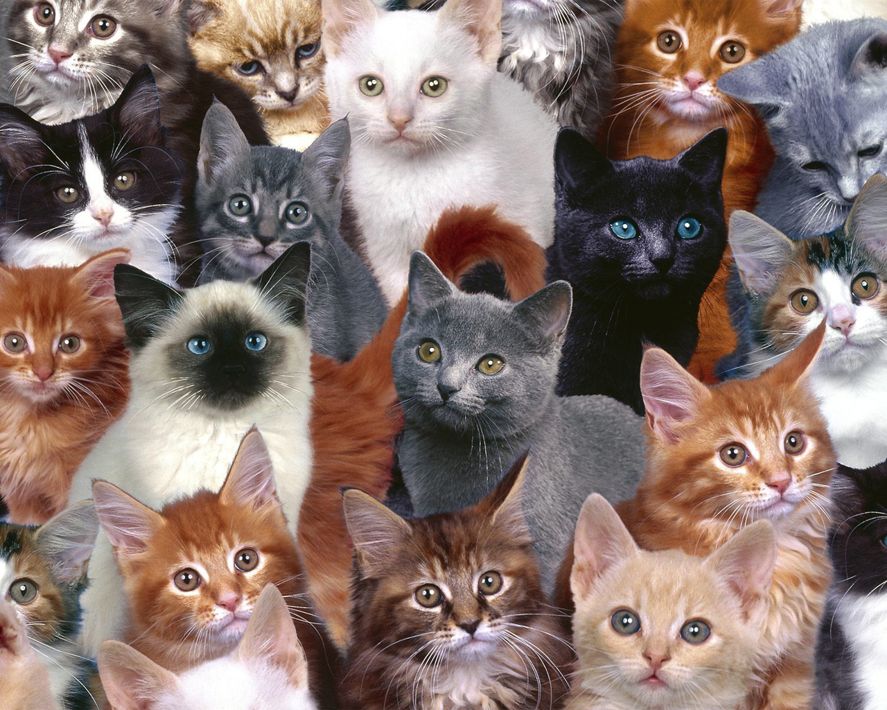 Family Cats Wallpaper For Desktop High Resolution
