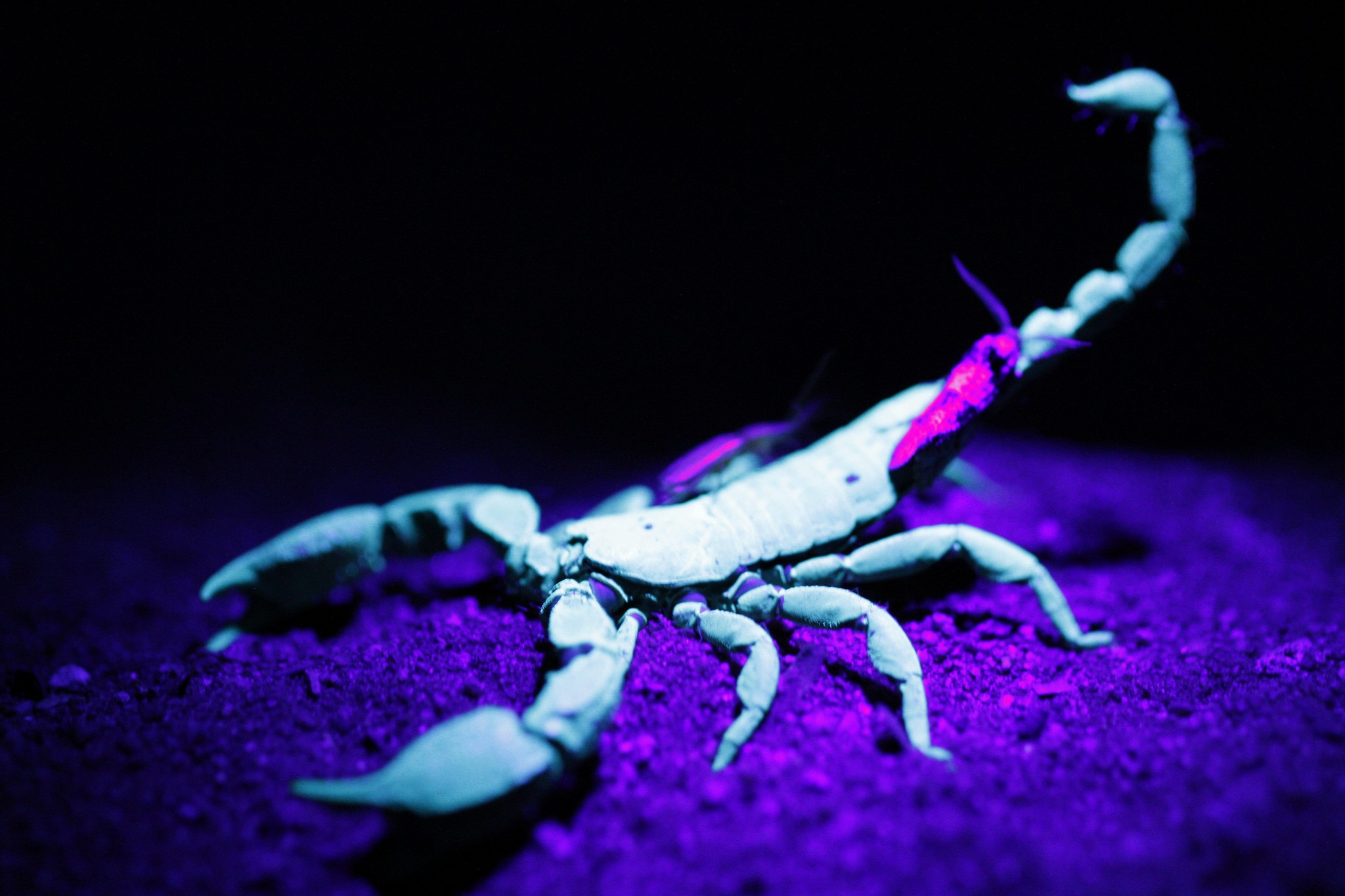 HD Wallpaper Scorpion Pictures