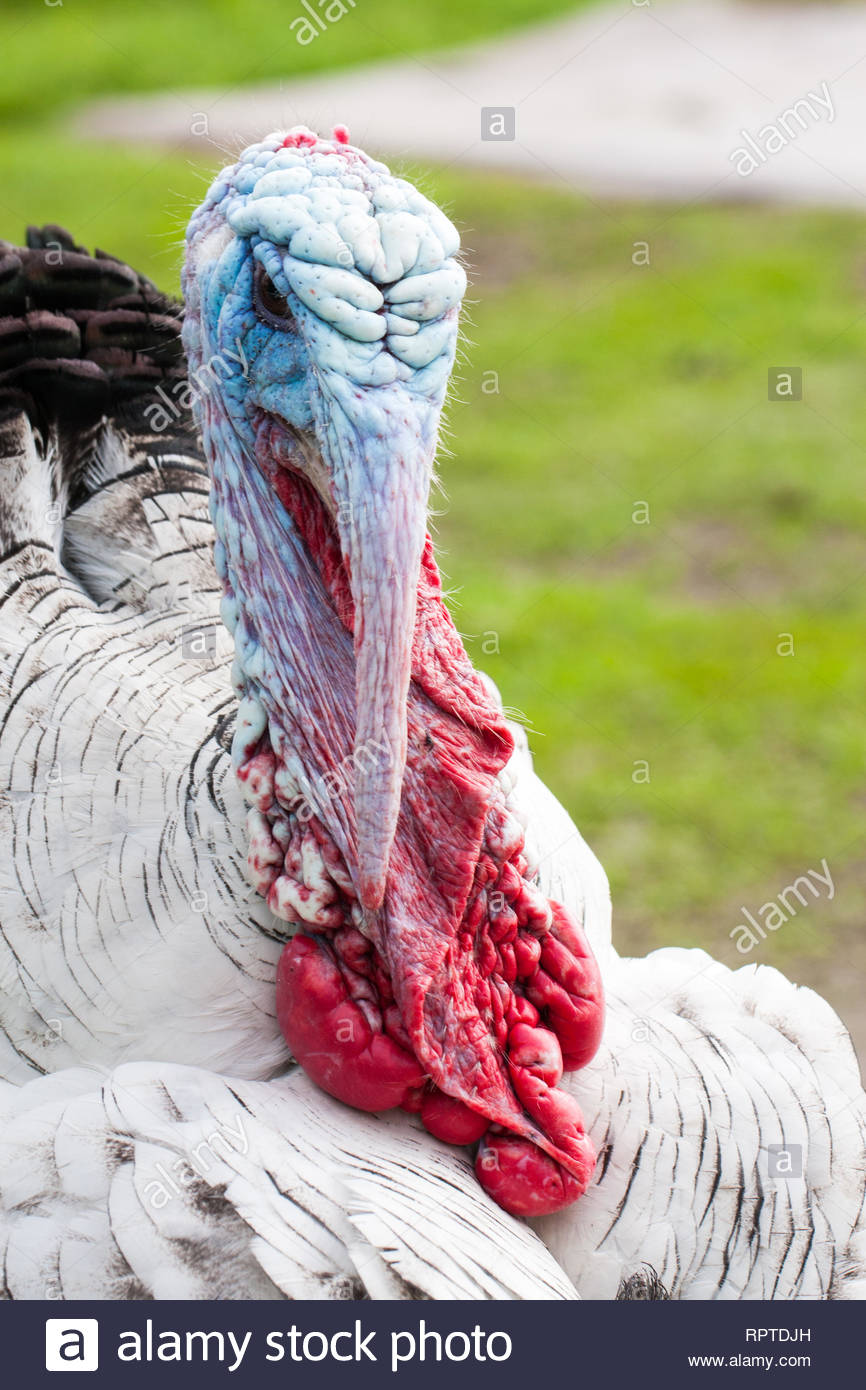 Portrait Of A Turkey Male Or Gobbler Closeup On Green Background
