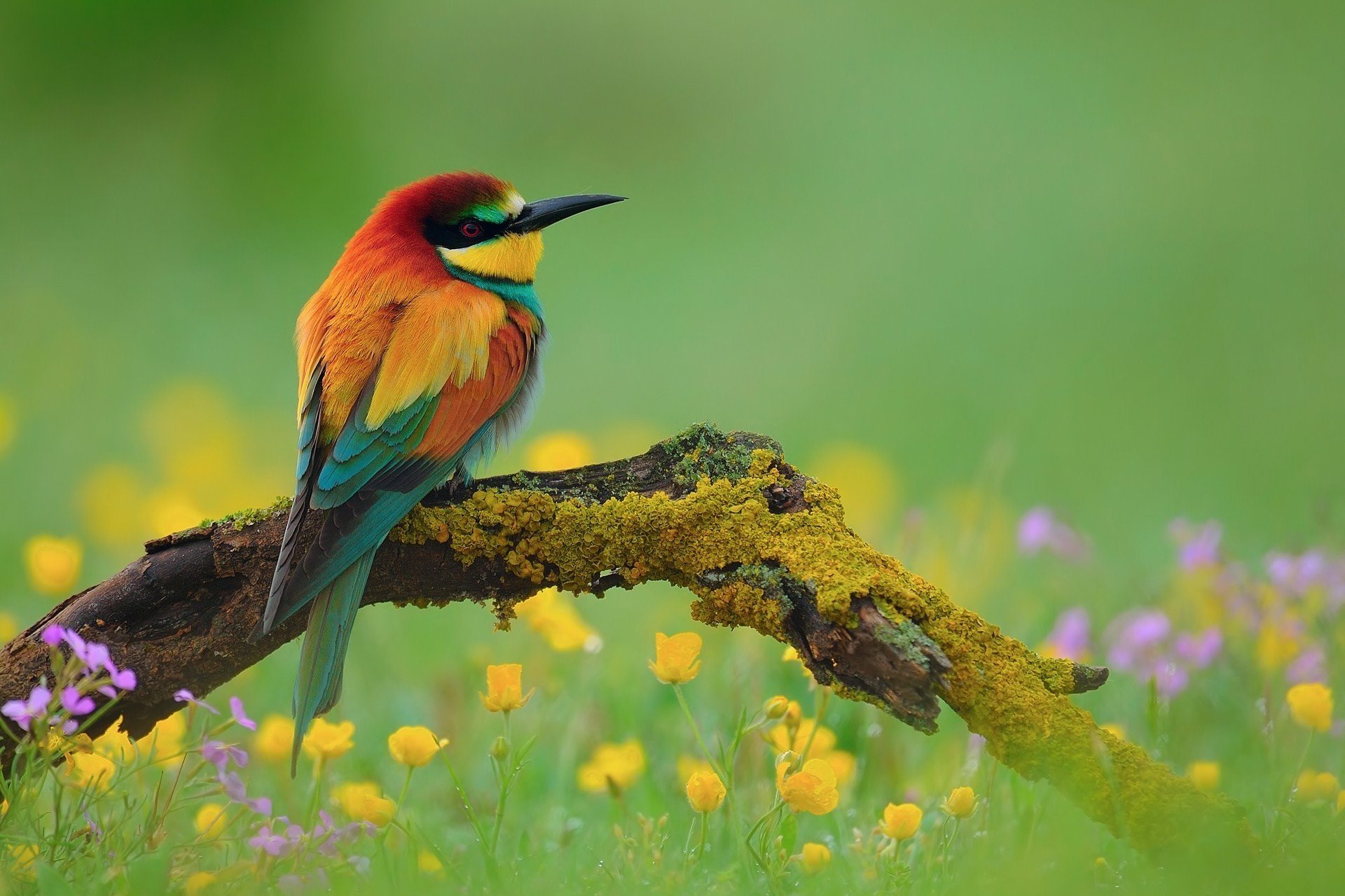 Animal Bird National Geographic Green Flower HD Wallpaper