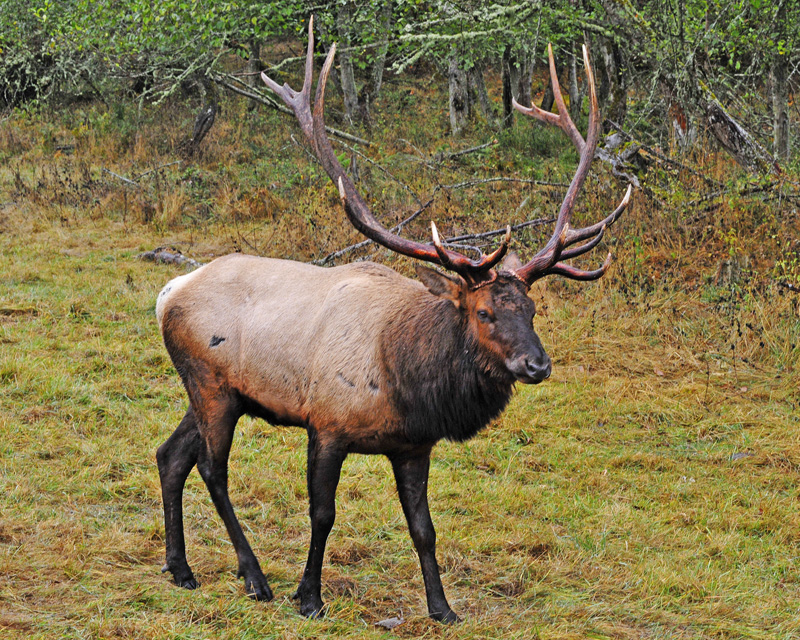 Monster Bull Elk A Rosevelt