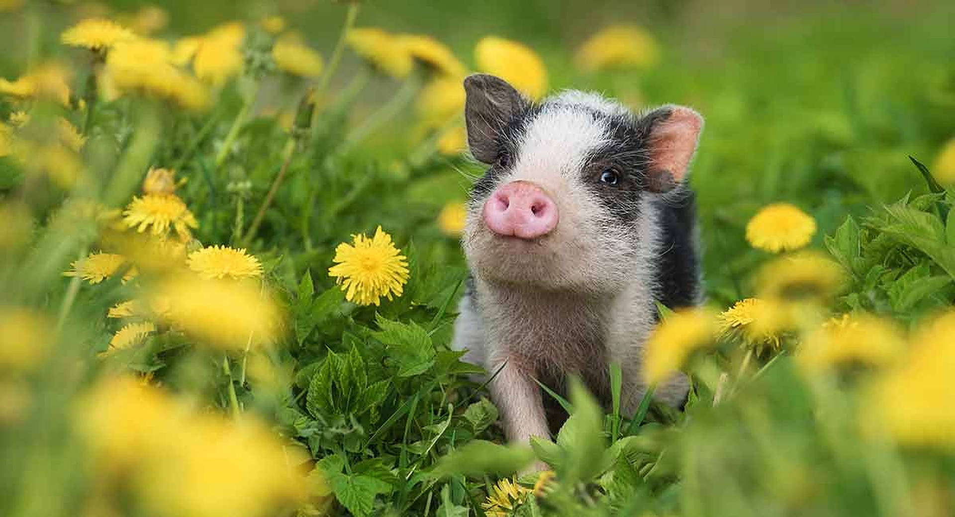Top Cute Pig Wallpaper Full HD 4k To Use
