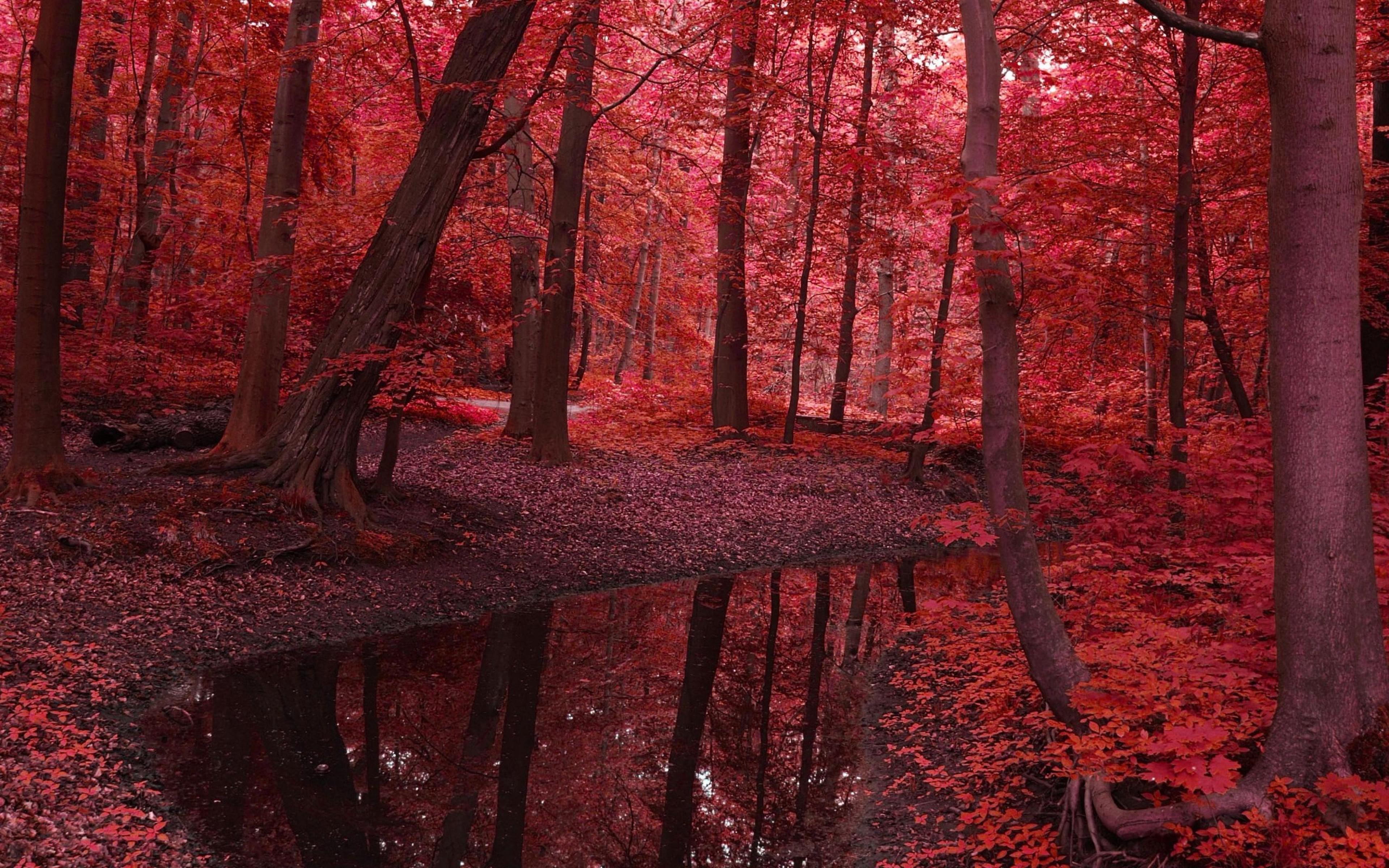 autumn leaf red
