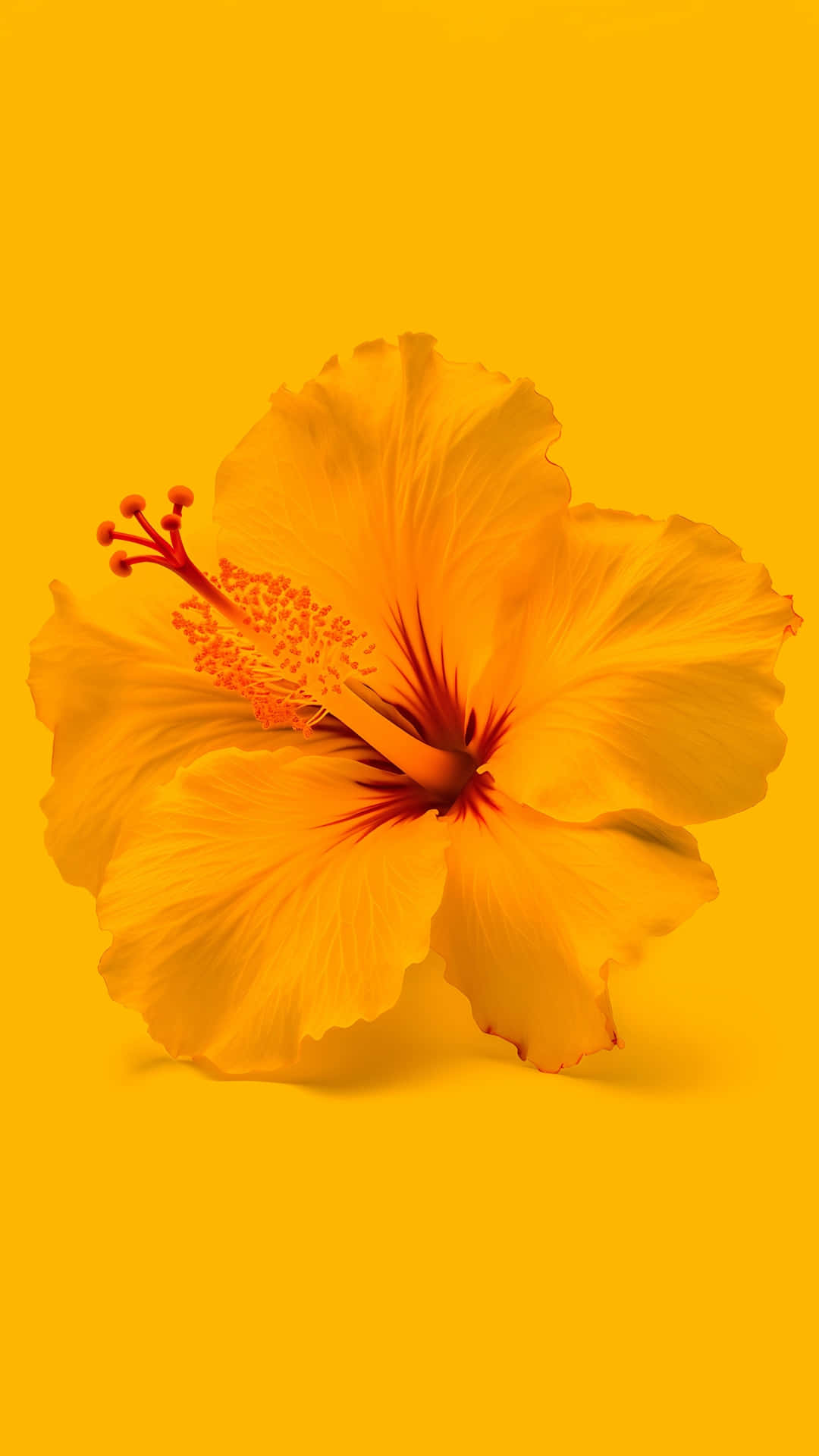 Hibiscus Aesthetic Wallpaper