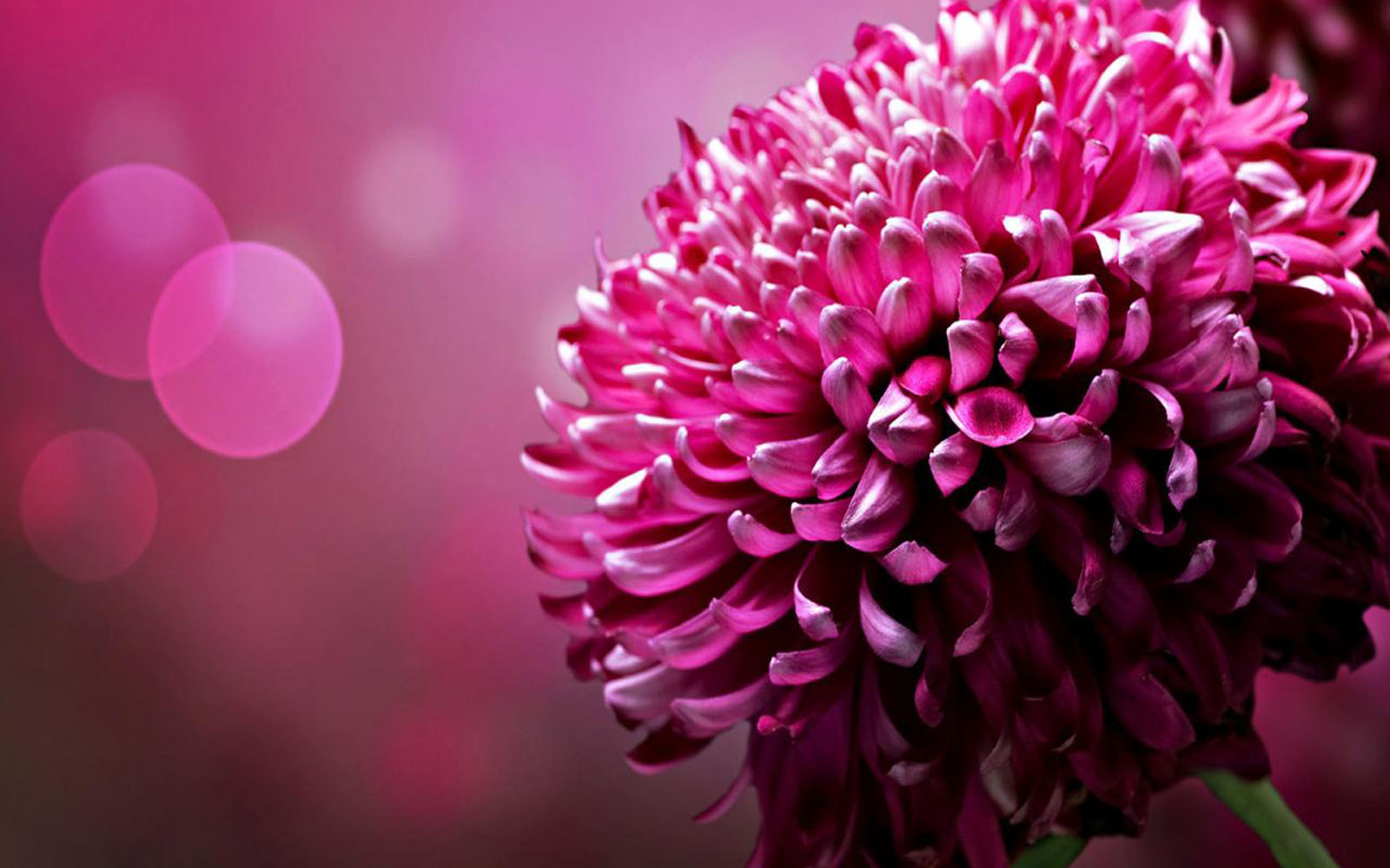 Close-up of a vibrant pink chrysanthemum flower against a bokeh background