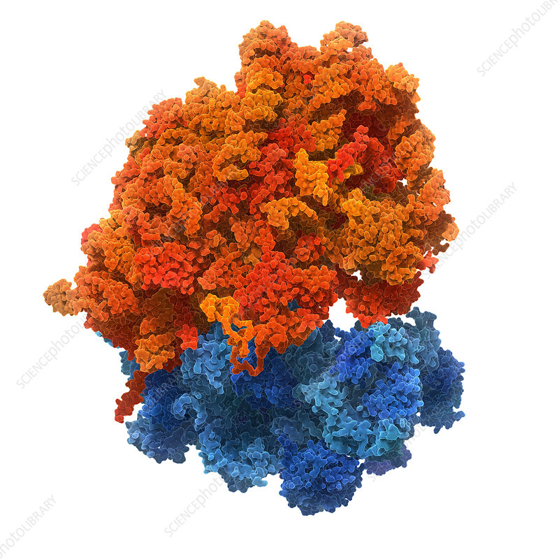 Human ribosome illustration   Stock Image   C0494005   Science