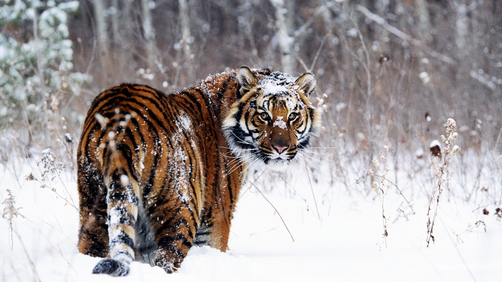 Description Tiger In Snow HD Widescreen Tigers Wallpaper