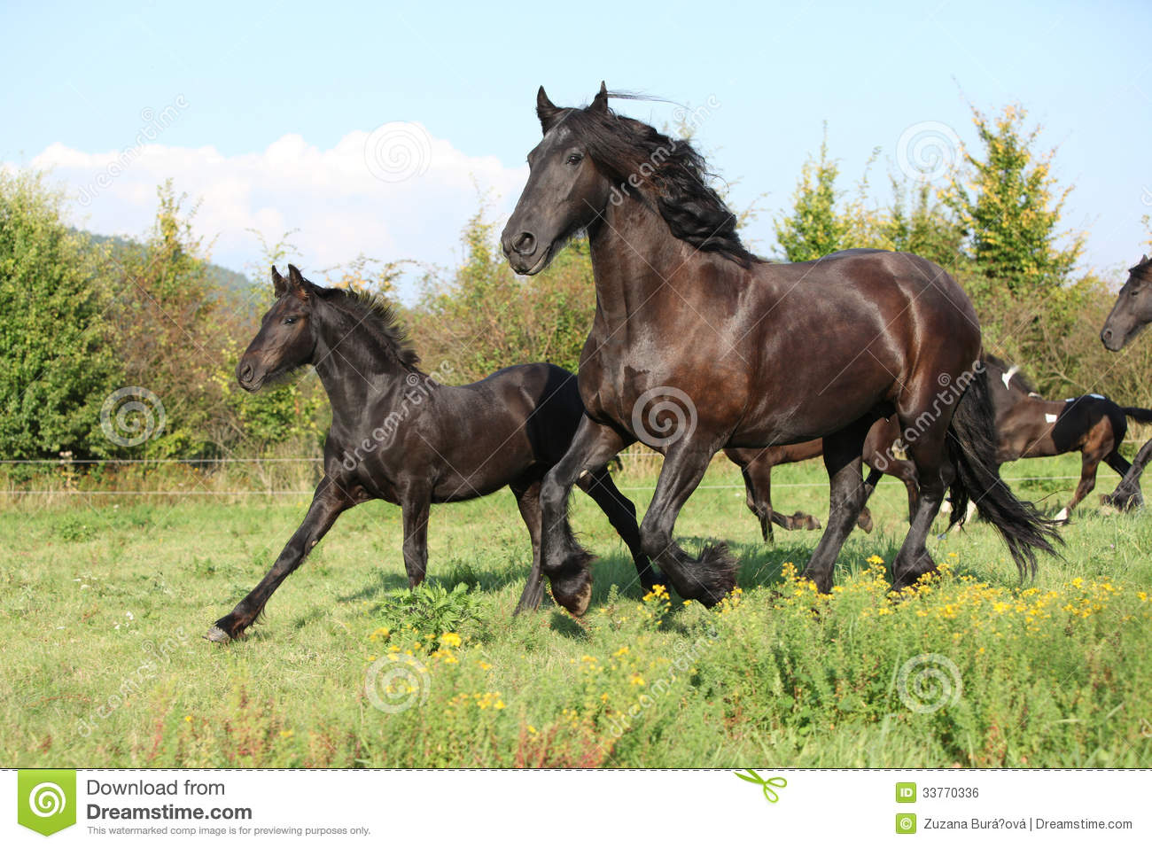 Mare With Foal Running In Autumn Royalty Stock Image